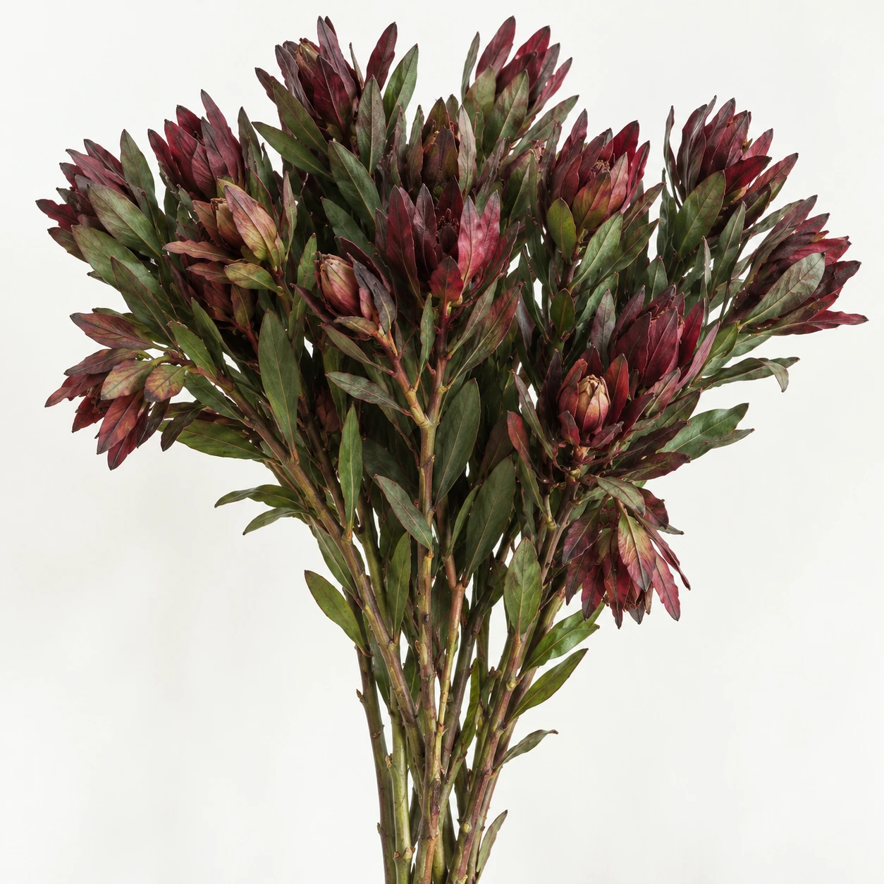Multi-stemmed Leucadendron (YC0437)