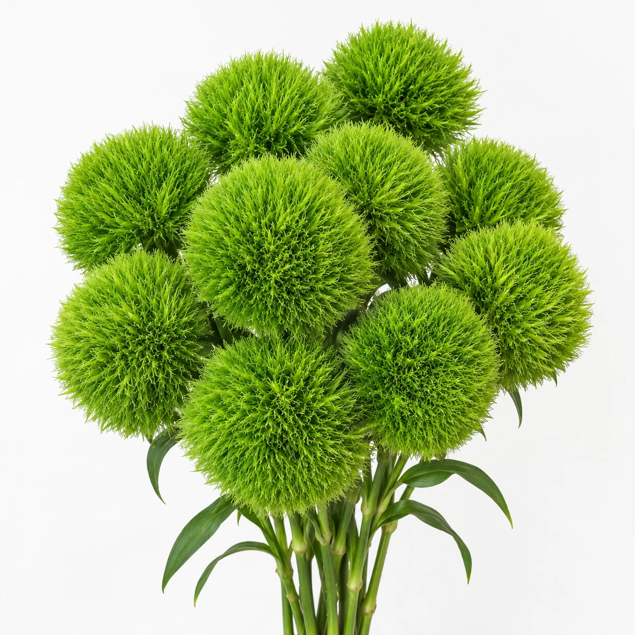 Green Dianthus (LC0280)