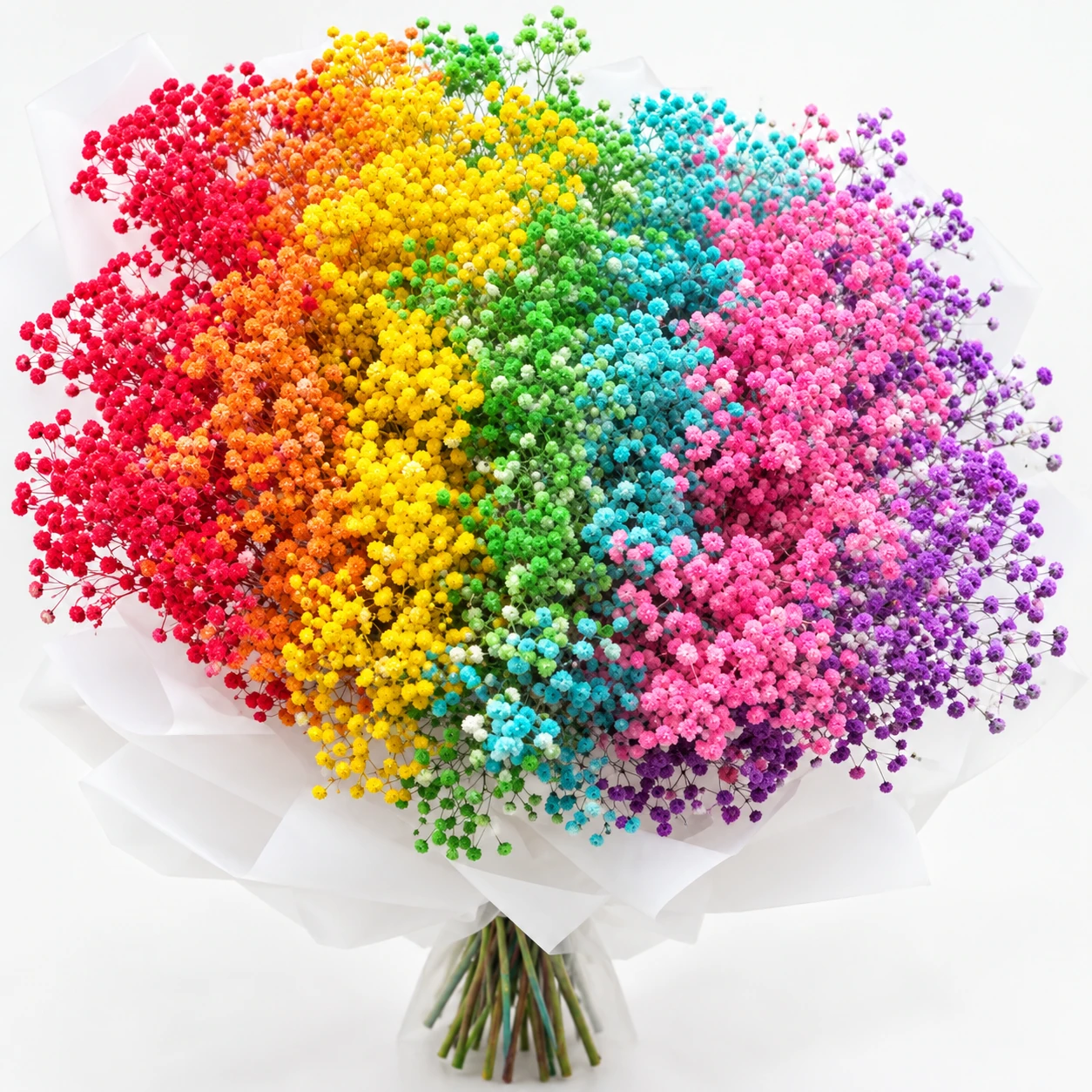 석고파리 · rainbow (MG0263)