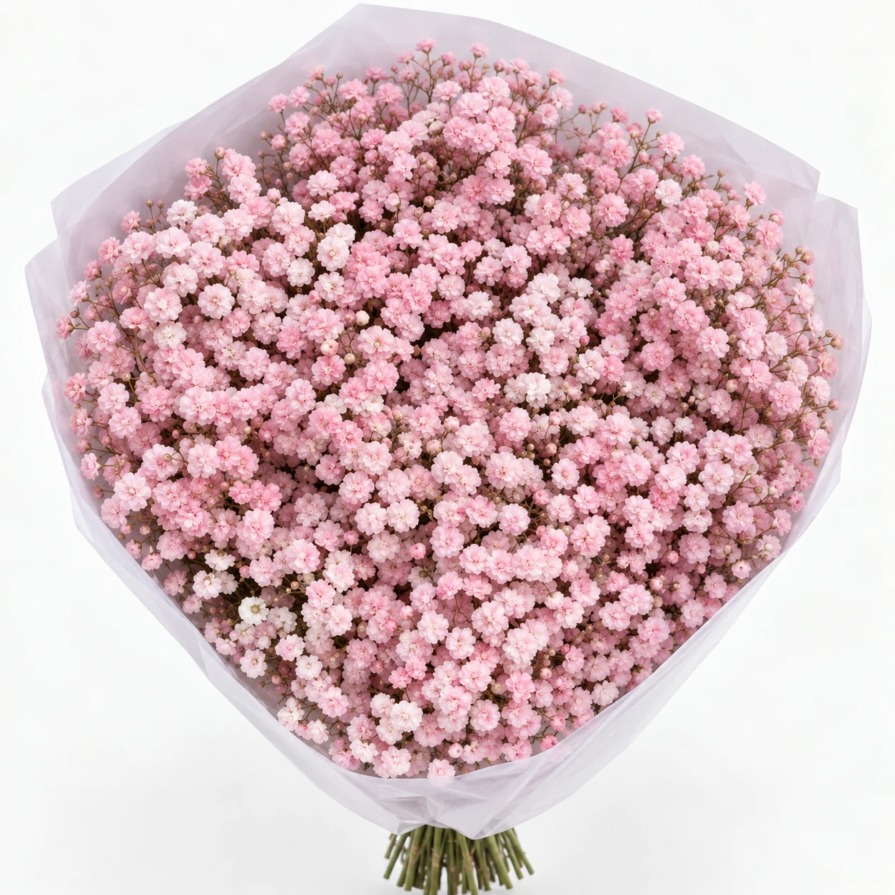 석고파리 · 핑크 · Macaron candy light (MG0868)