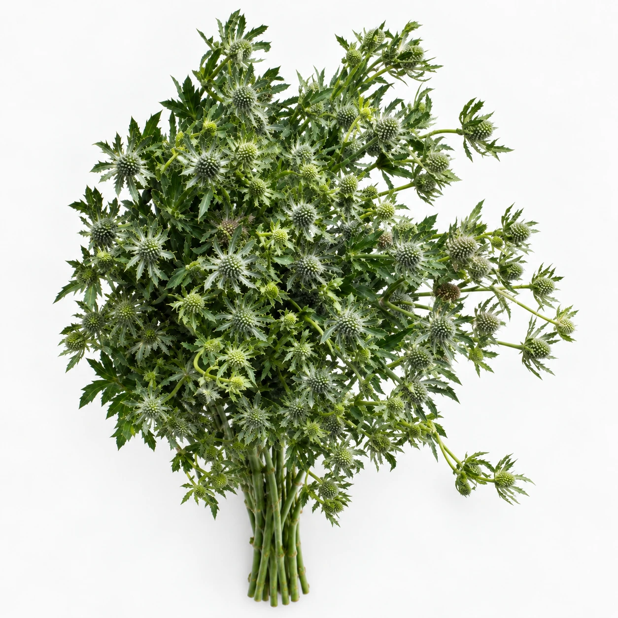 꽃 · 초록 · Small Eryngium (PH0152)