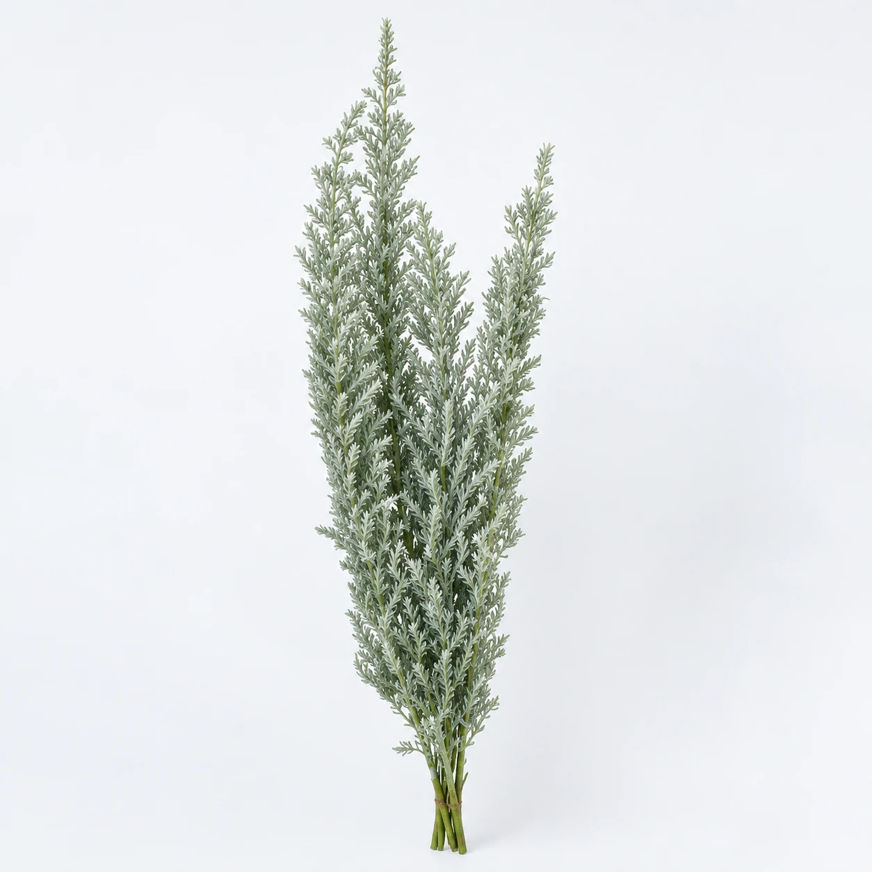 꽃 · Silver · Kochia (PH0225)