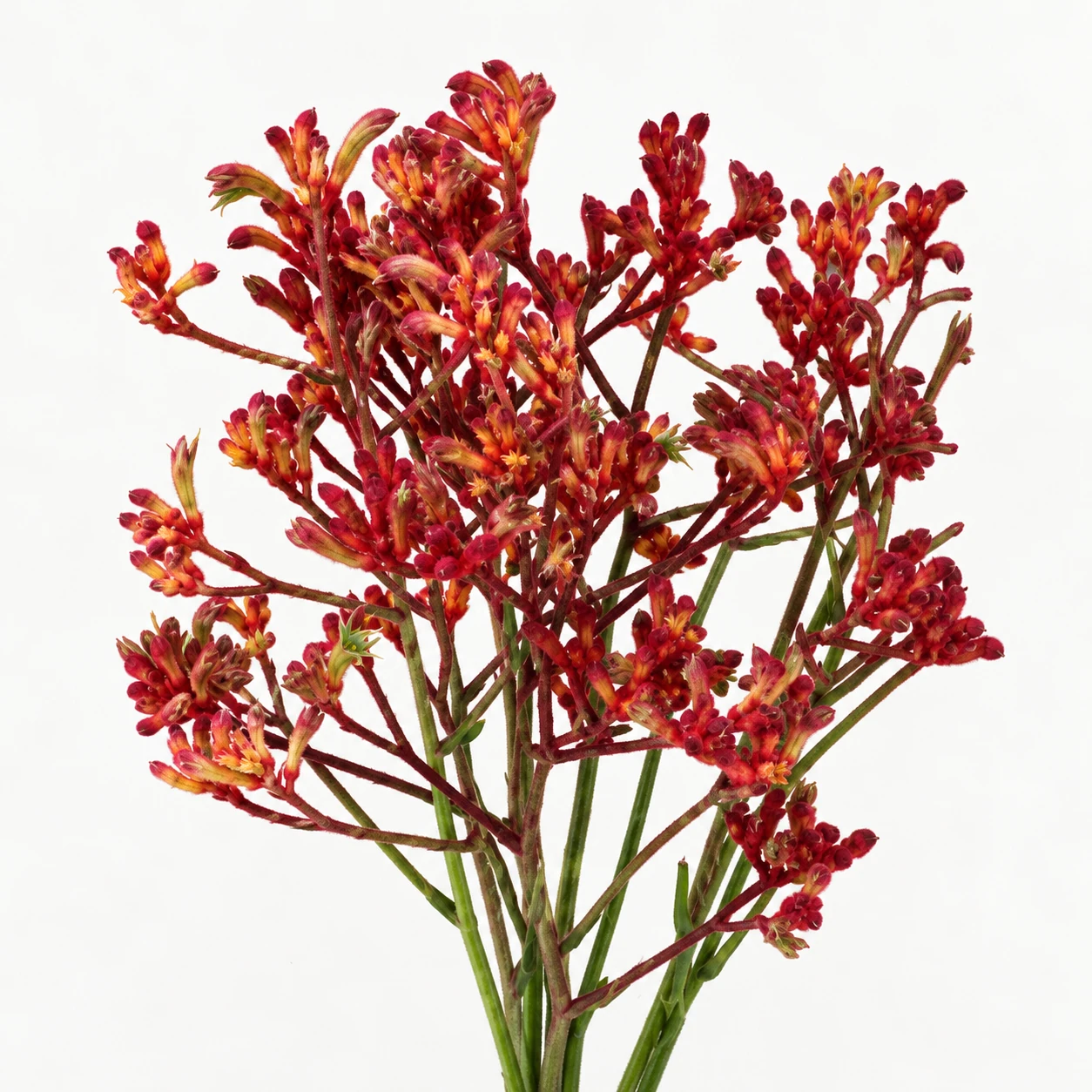 아니고잔토스 · 빨간 · Kangaroo Paw (PH0244)