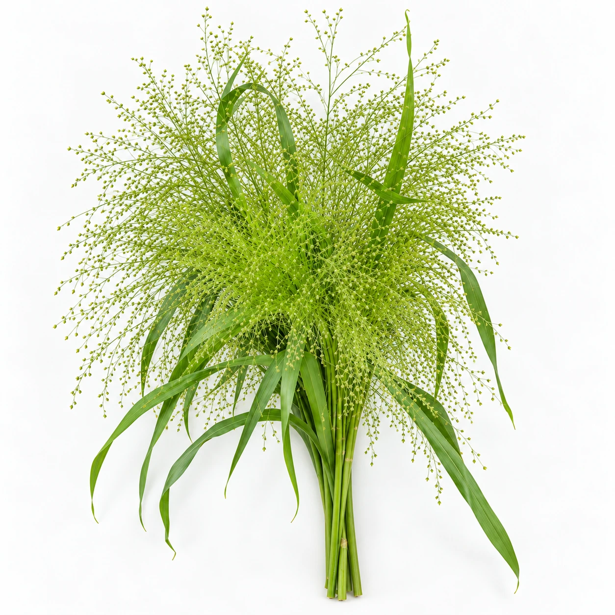 꽃 · 초록 · Fountain grass (PH0294)
