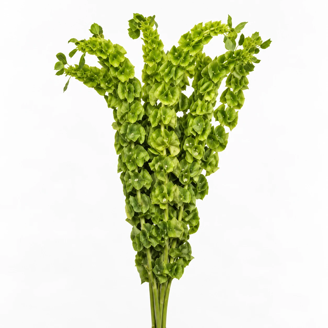 Moluccella (PH0297)