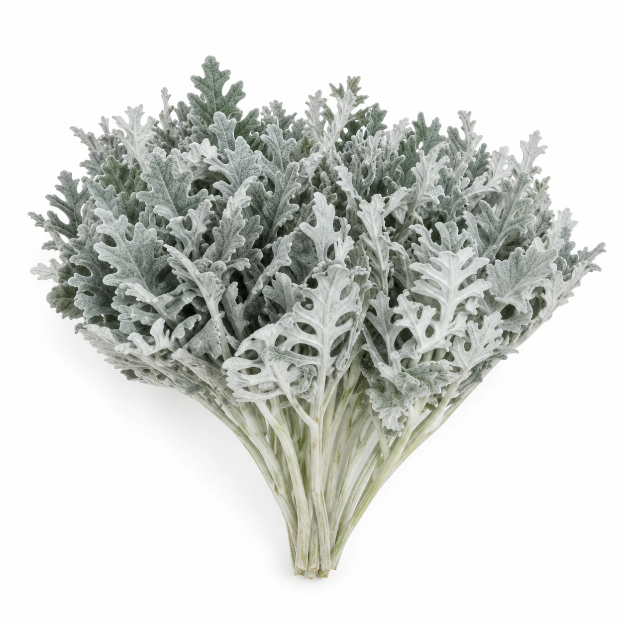 Dusty Miller (PH0419)