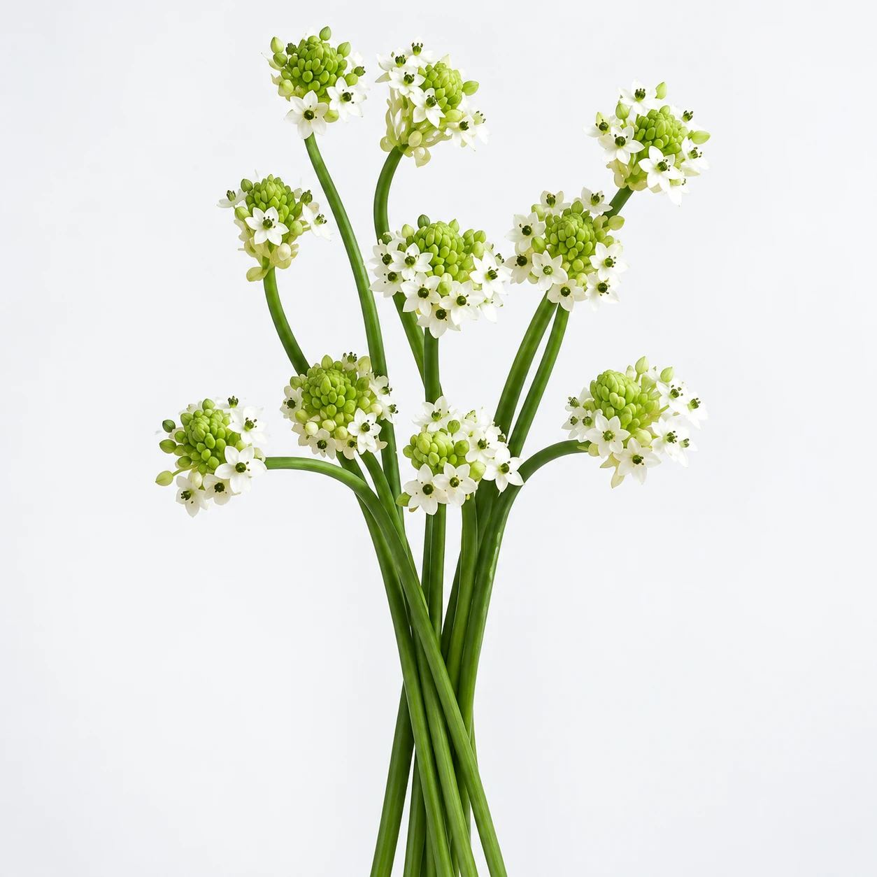 꽃 · 흰색 · Ornithogalum (PH0426)