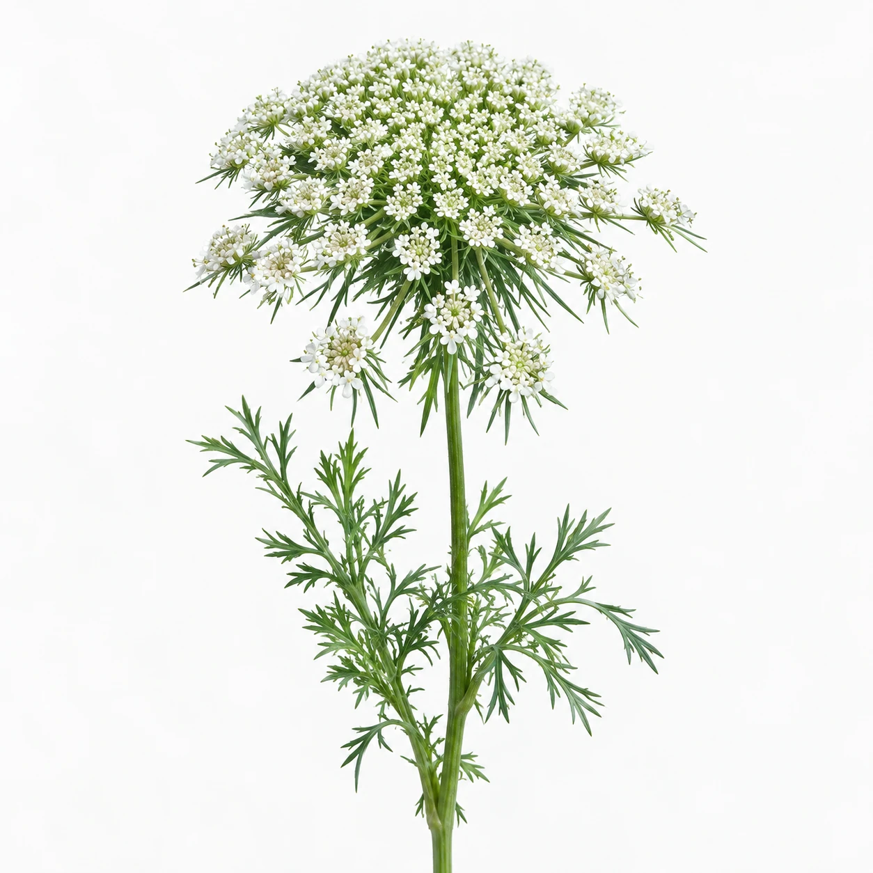딜 · Ammi Majus (PH0431)