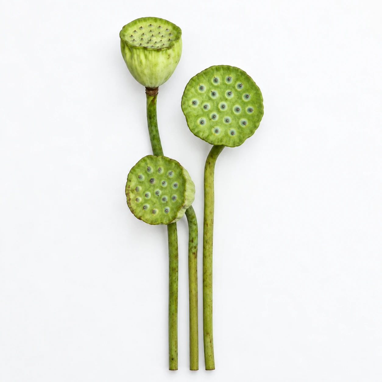 꽃 · 초록 · Lotus Seed Pod (PH0442)