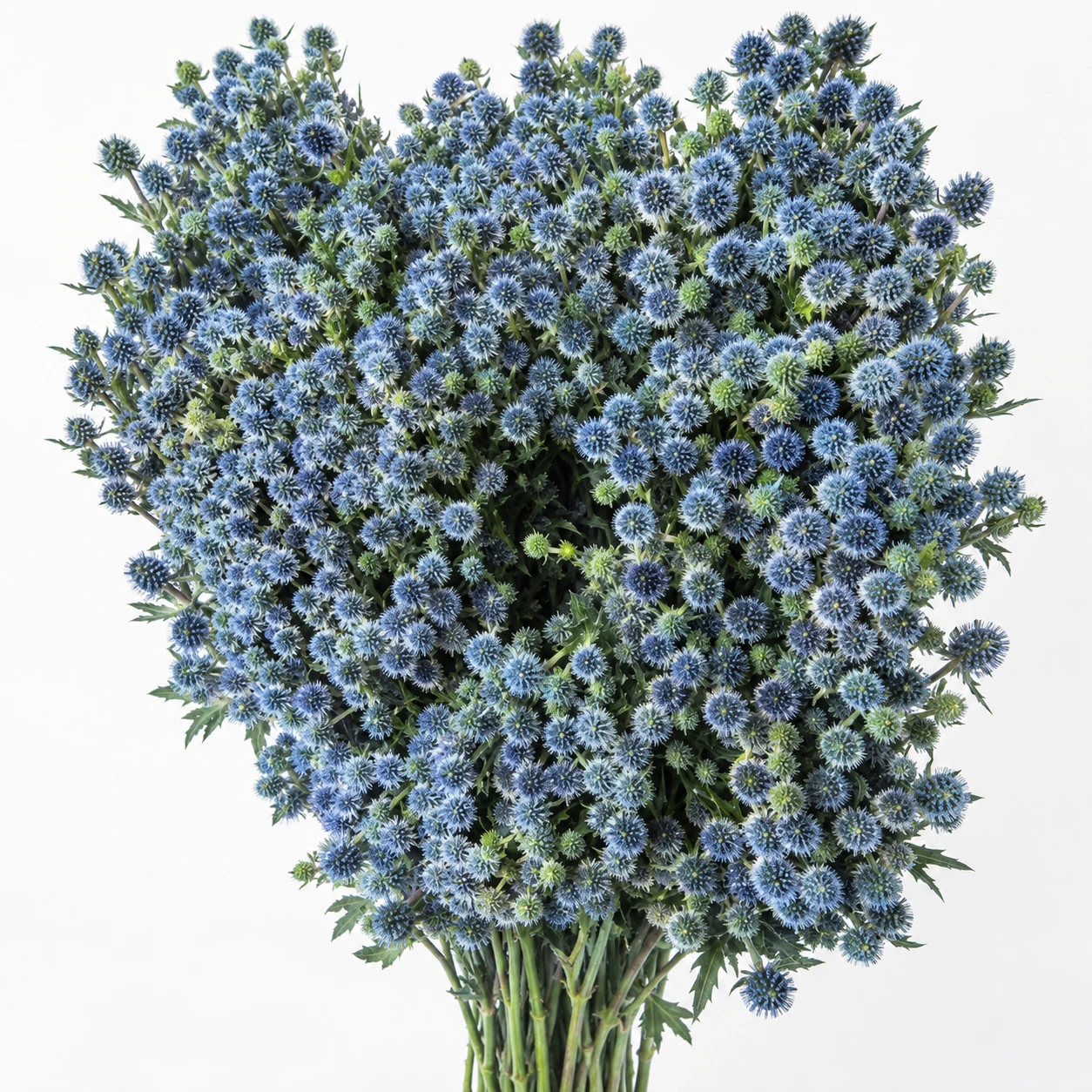 꽃 · 파랑 · Domestic Eryngium (PH0789)
