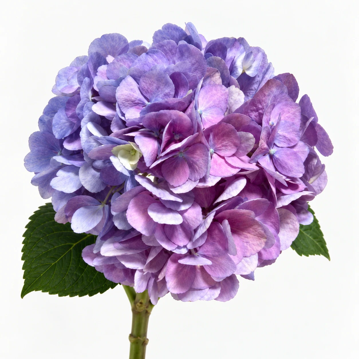 花材 · Pink-purple · Hydrangea Pink Purple (XQ0405)