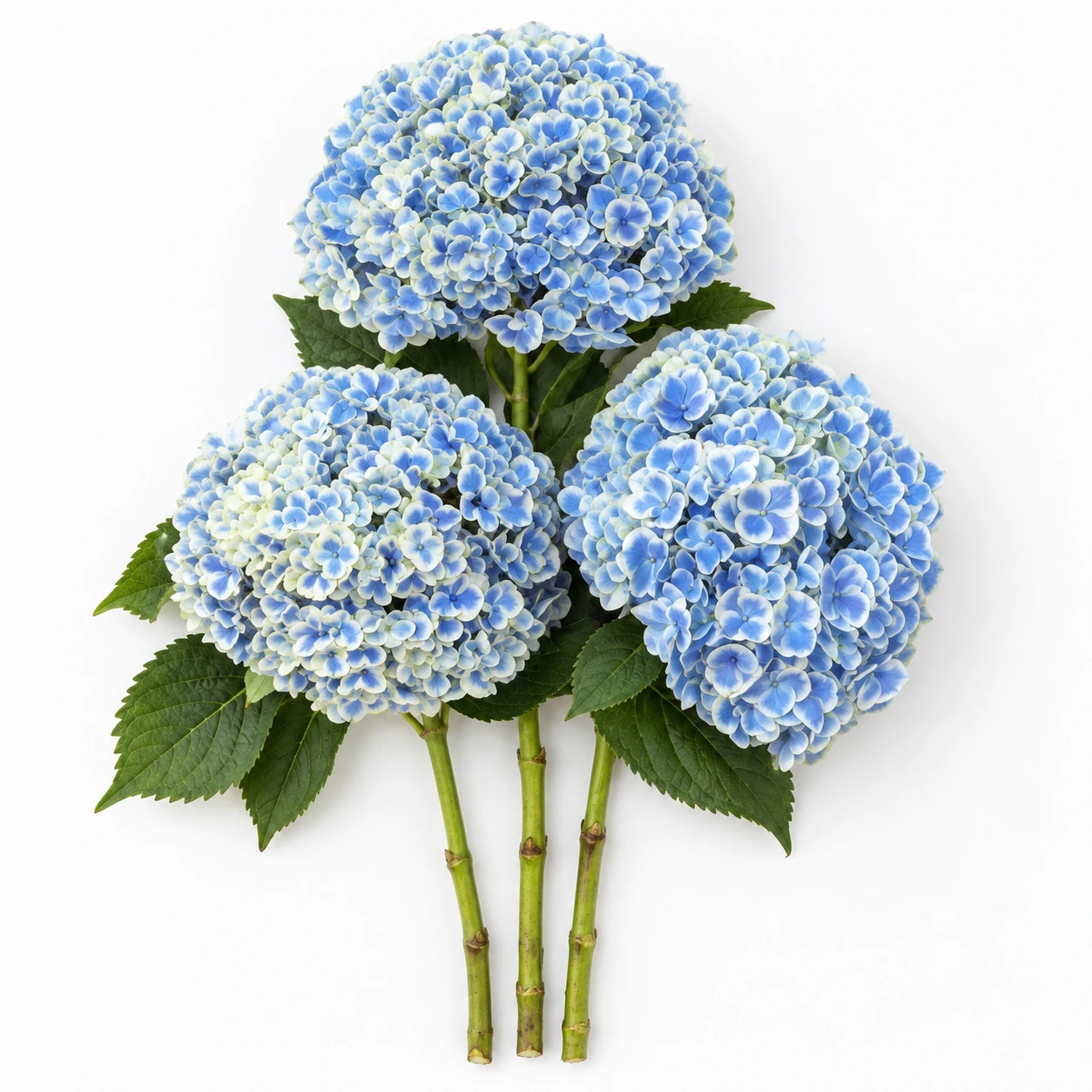 花材 · 青 · Hydrangea Peacock (XQ0409)
