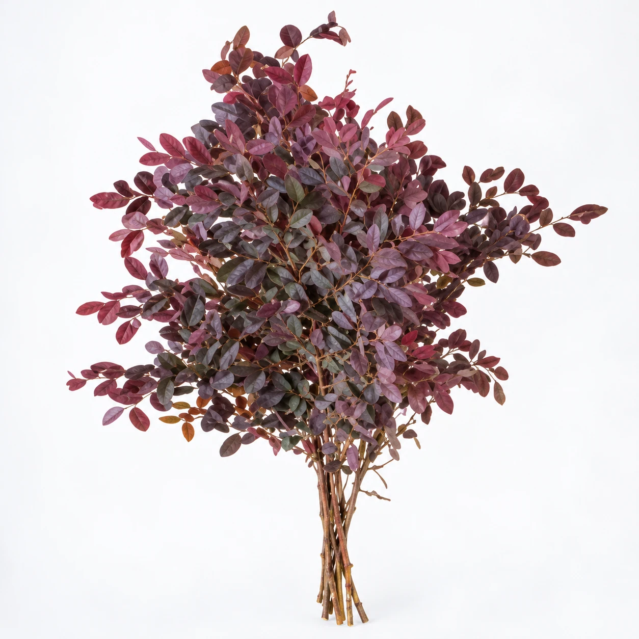 Chinese Fringe Flower (YC0150)