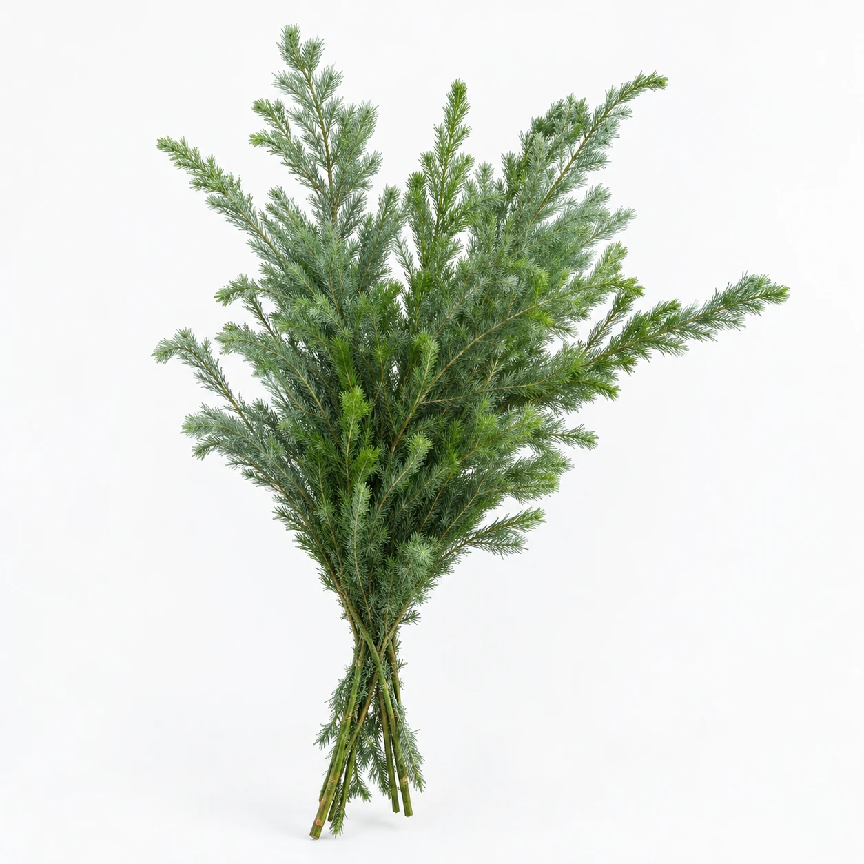 Woolly Pine (YC0154)