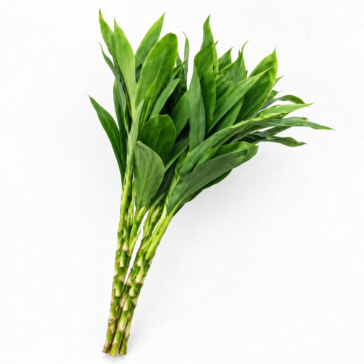 Cordyline Green (YC0159)