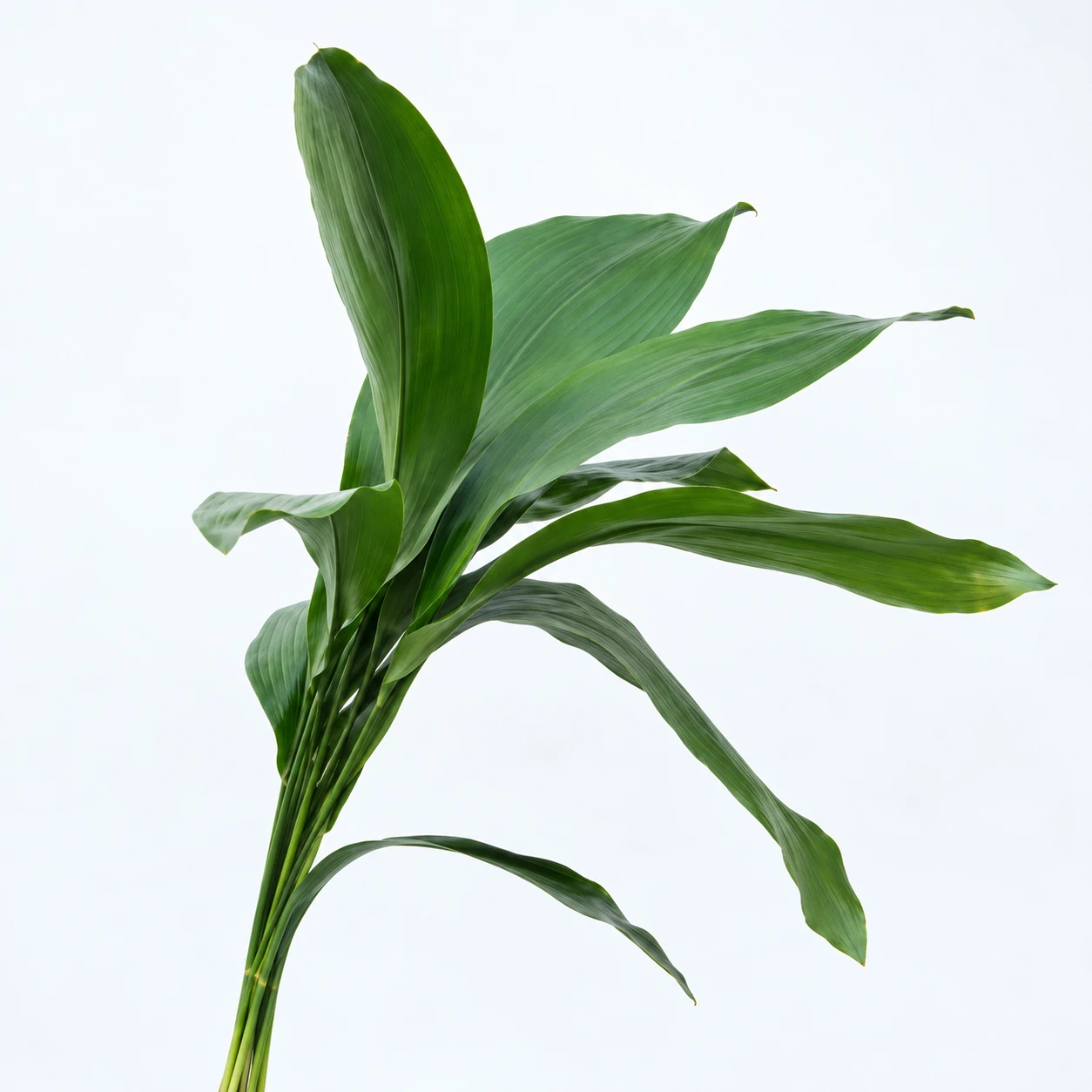 Aspidistra (YC0160)
