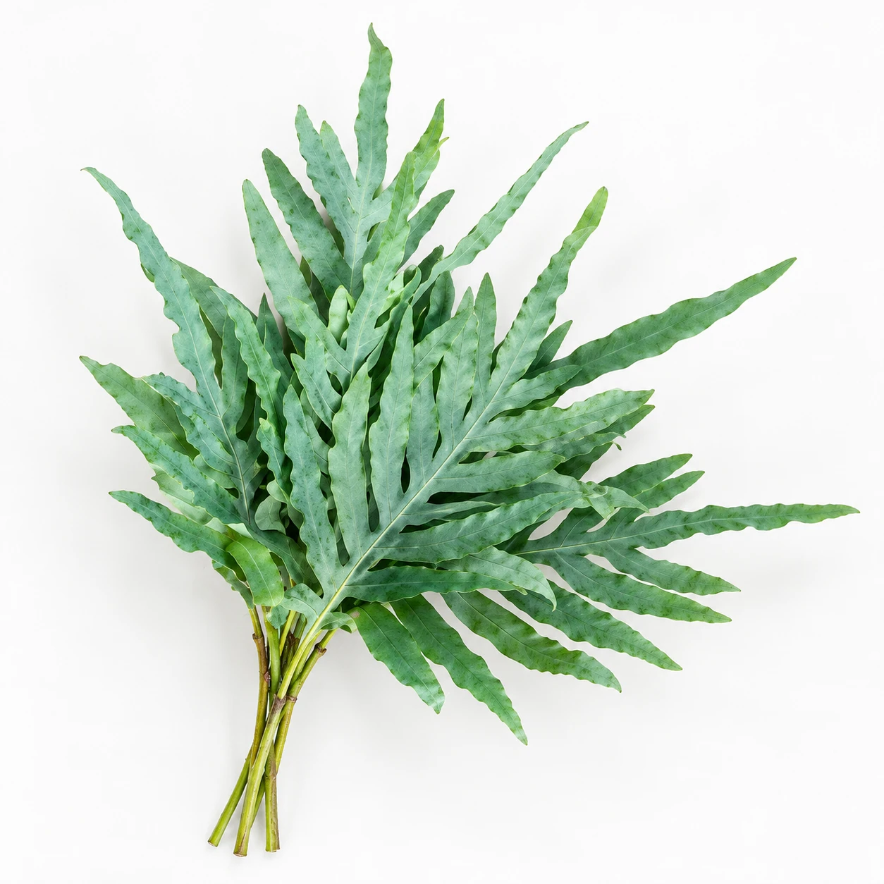 Blue Star Fern (YC0162)