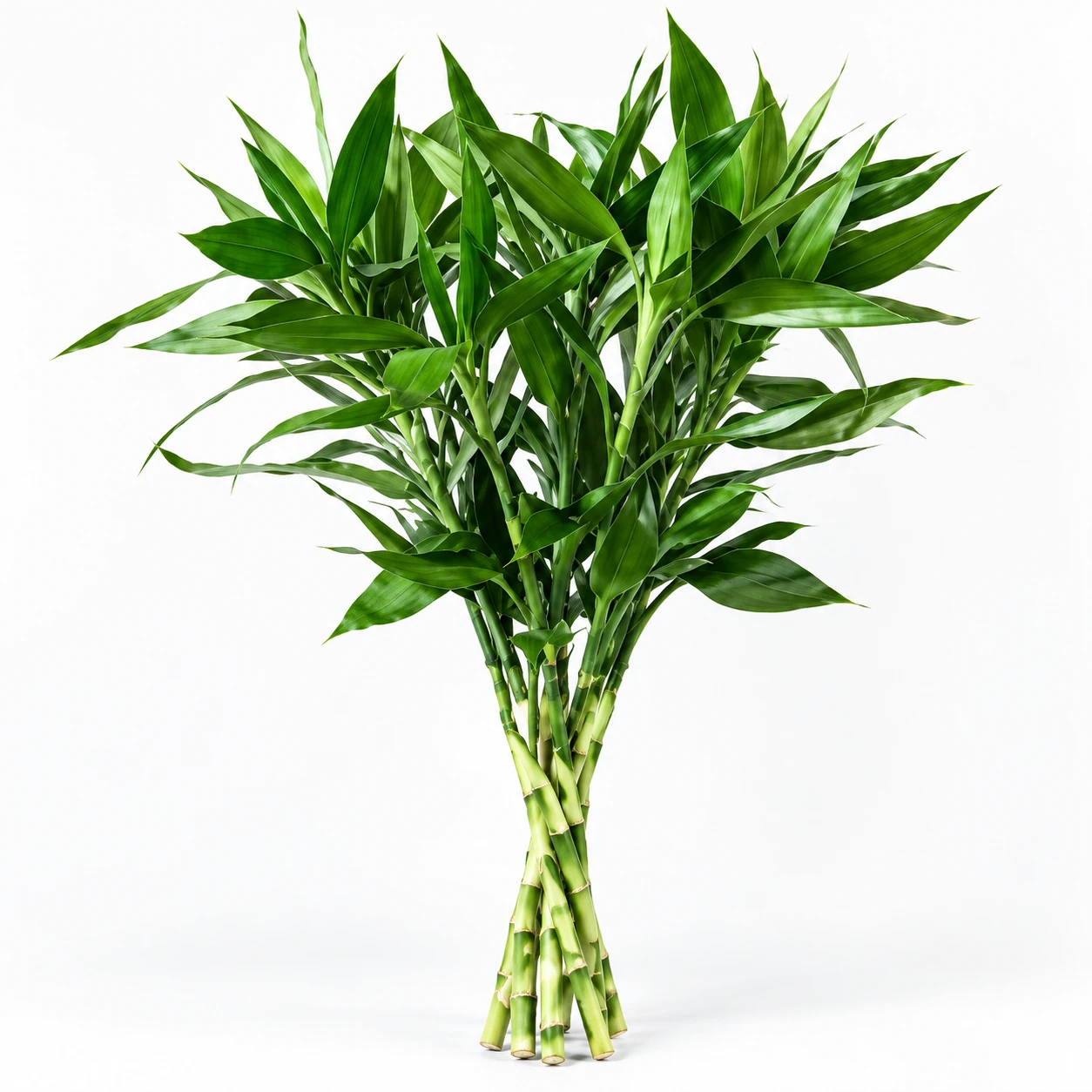 Lucky Bamboo (YC0237)