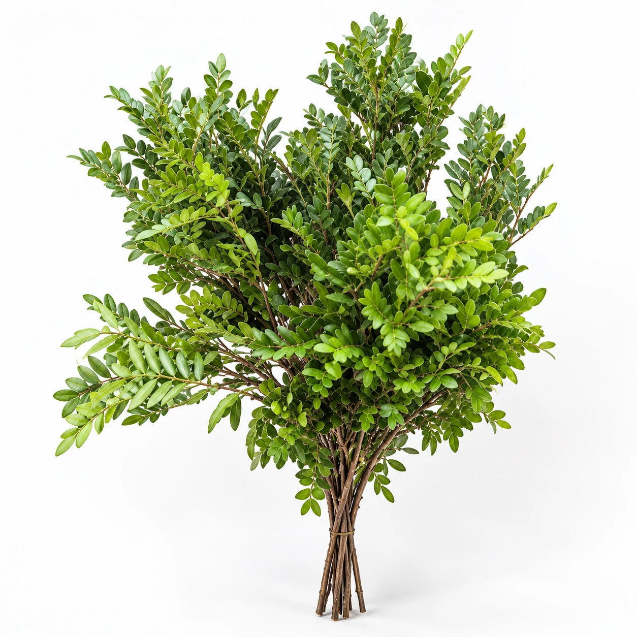 PISTACIA (YC0291)