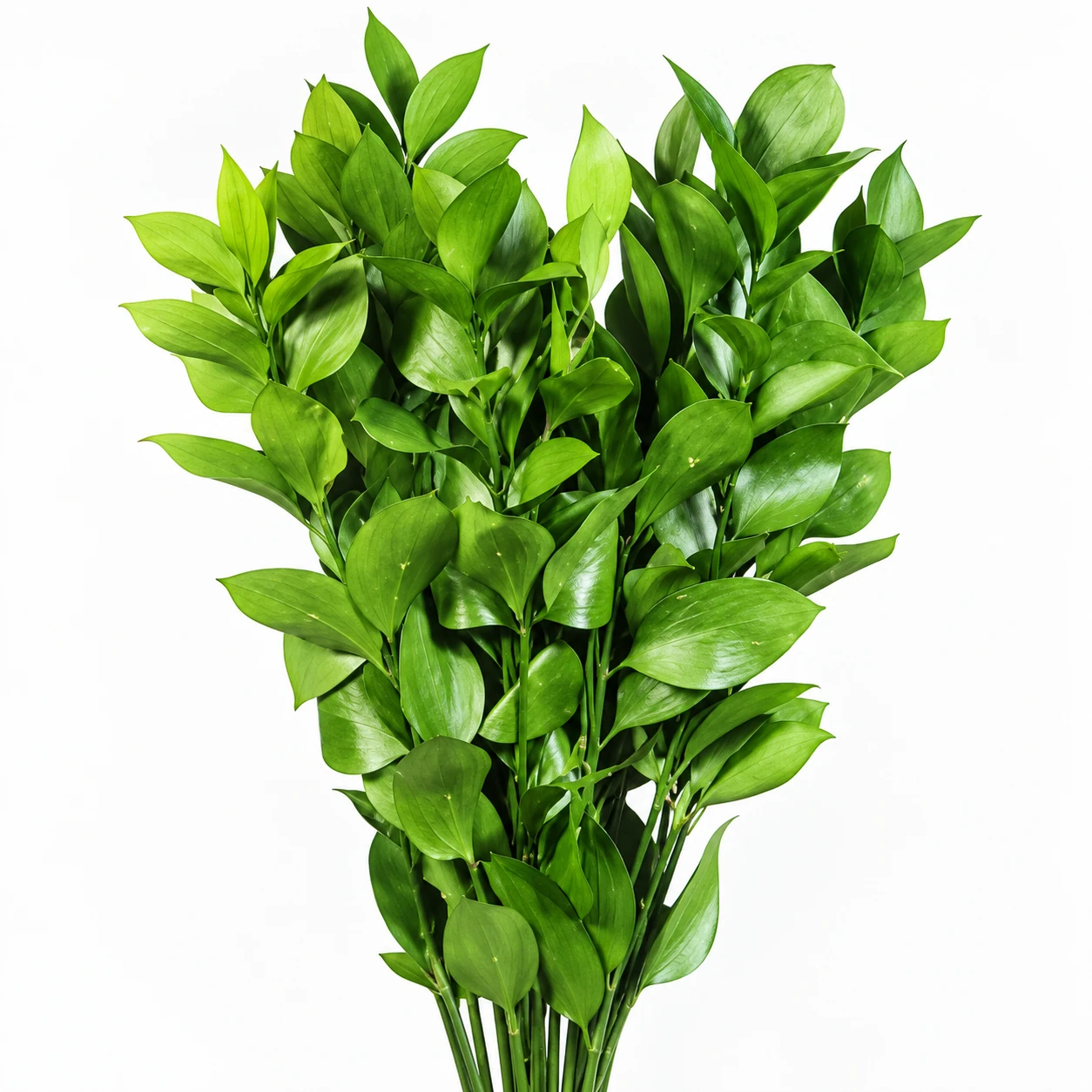 Ruscus (YC0292)