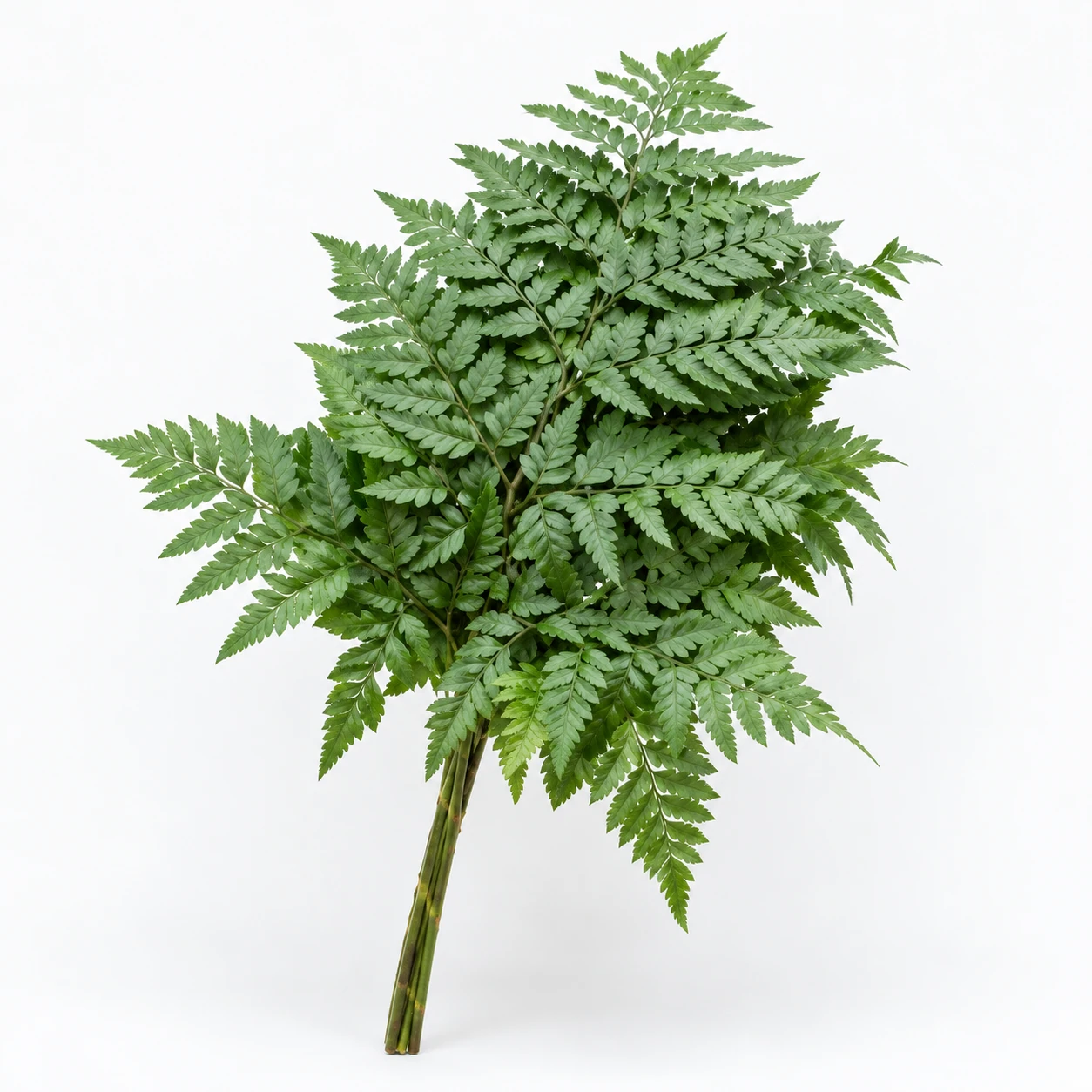 Leatherleaf Per Bunch Medium (YC0296)