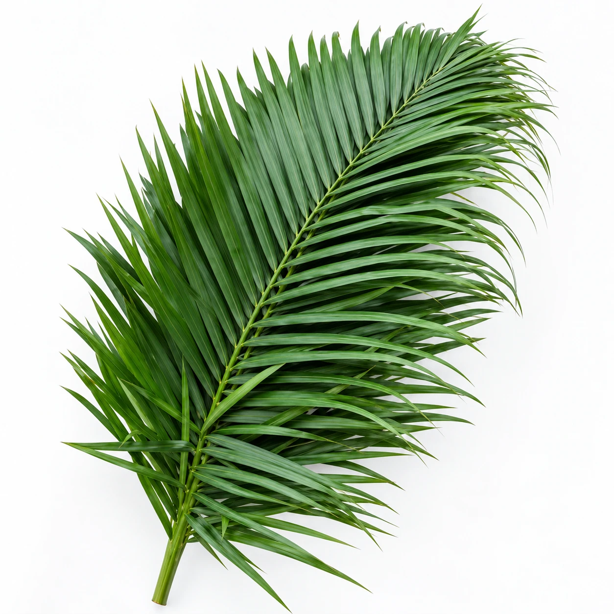 Areca Palm (YC0298)