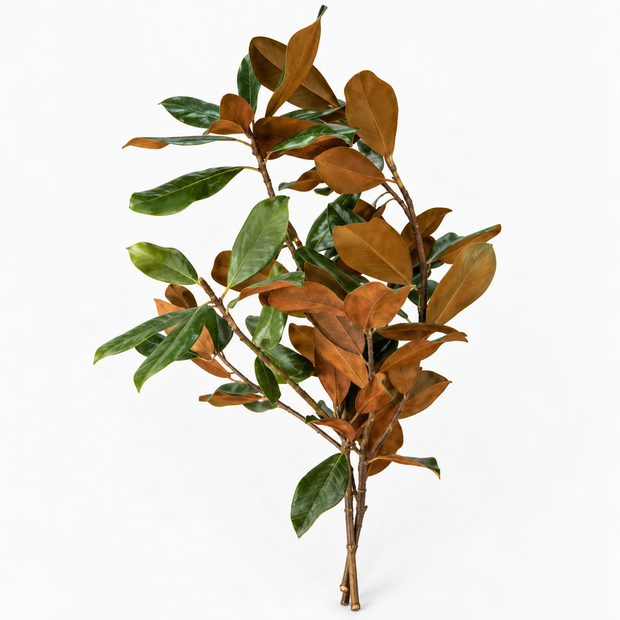 Magnolia (YC0299)