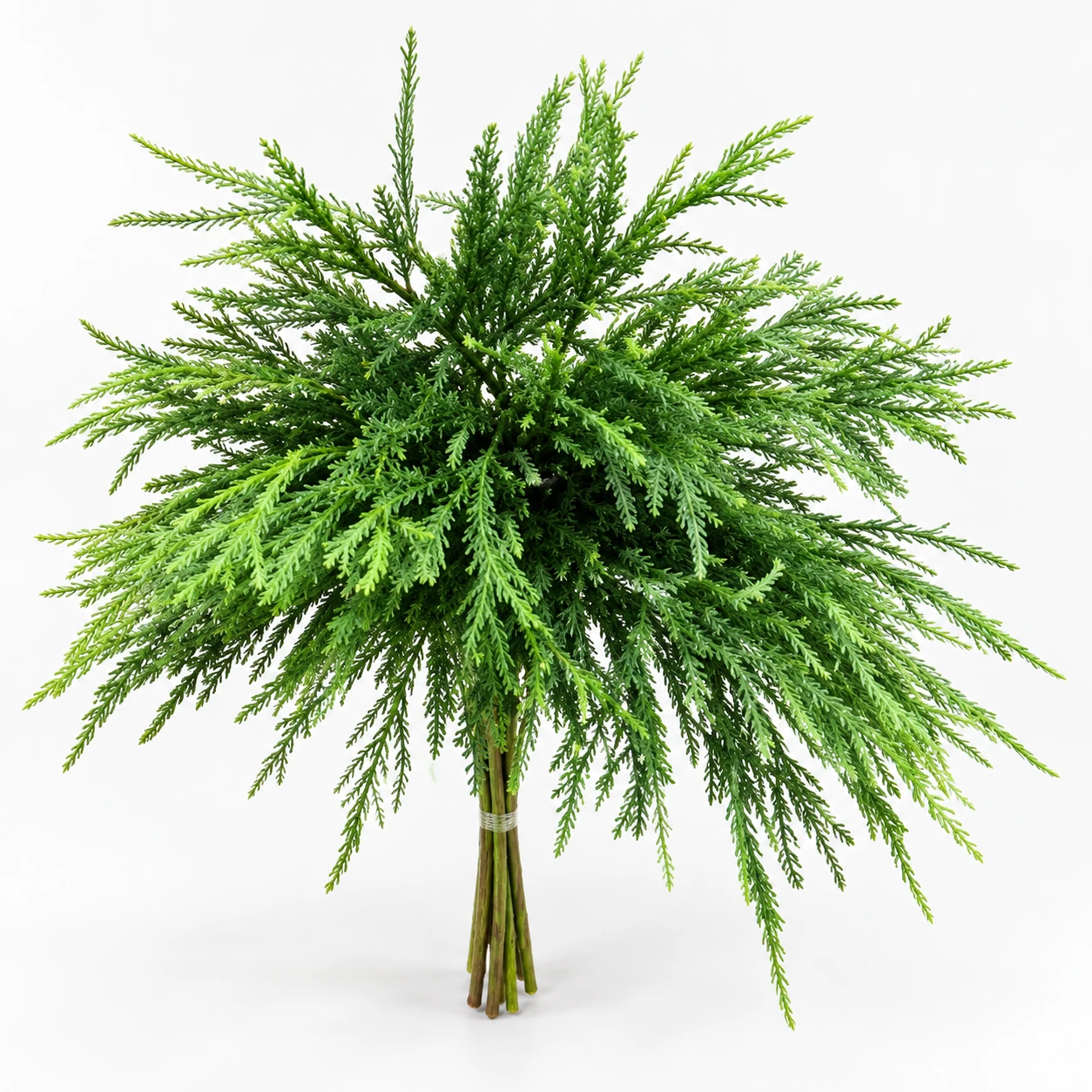 Cryptomeria japonica (YC0300)
