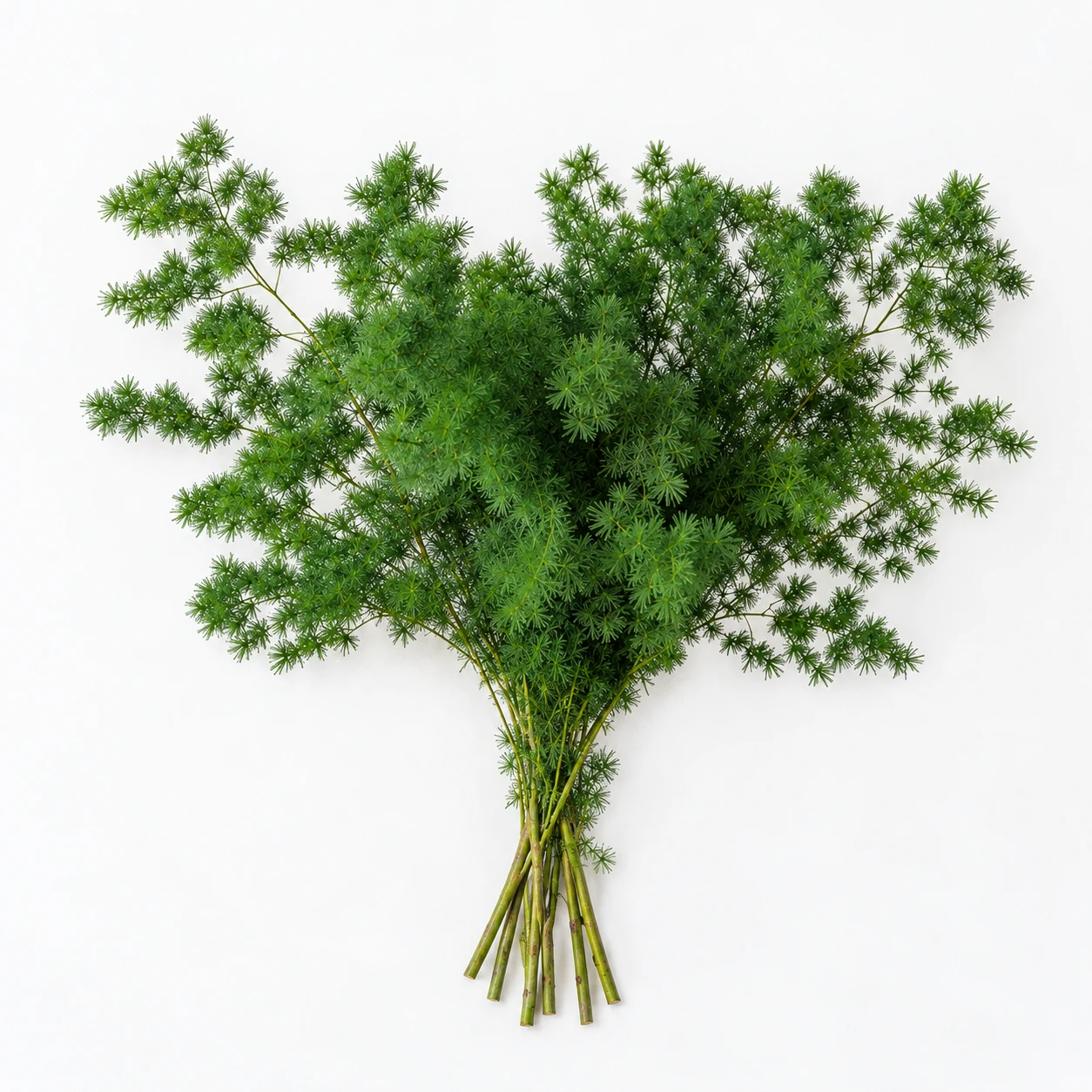 Asparagus Fern (YC0301)