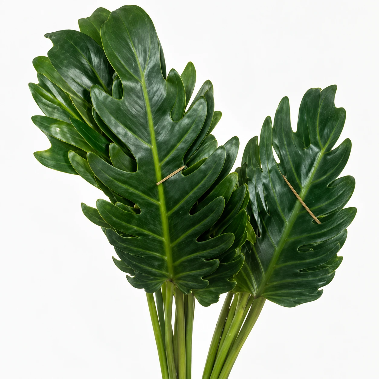 Philodendron Xanadu (YC0303)