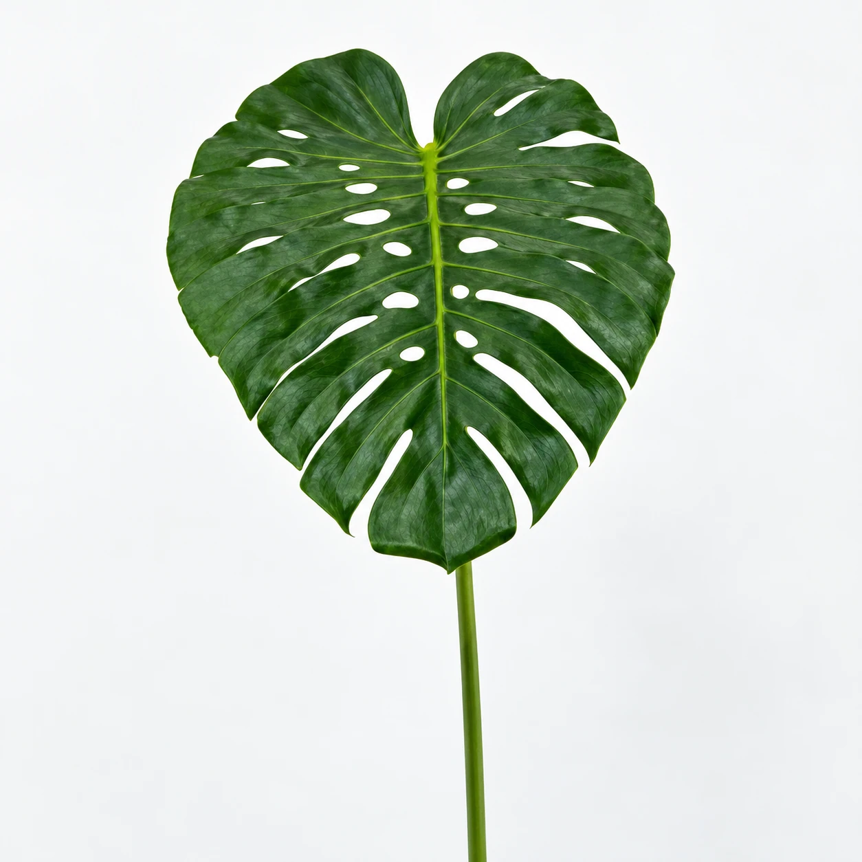 Monstera Leaf (YC0304)