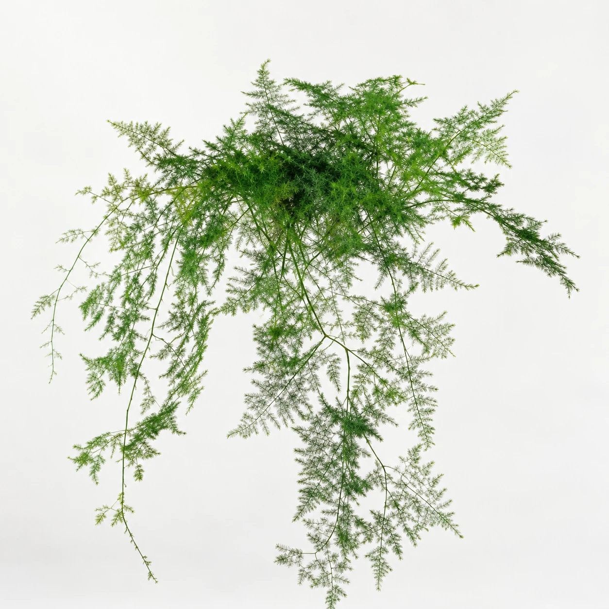 Asparagus Fern (YC0429)