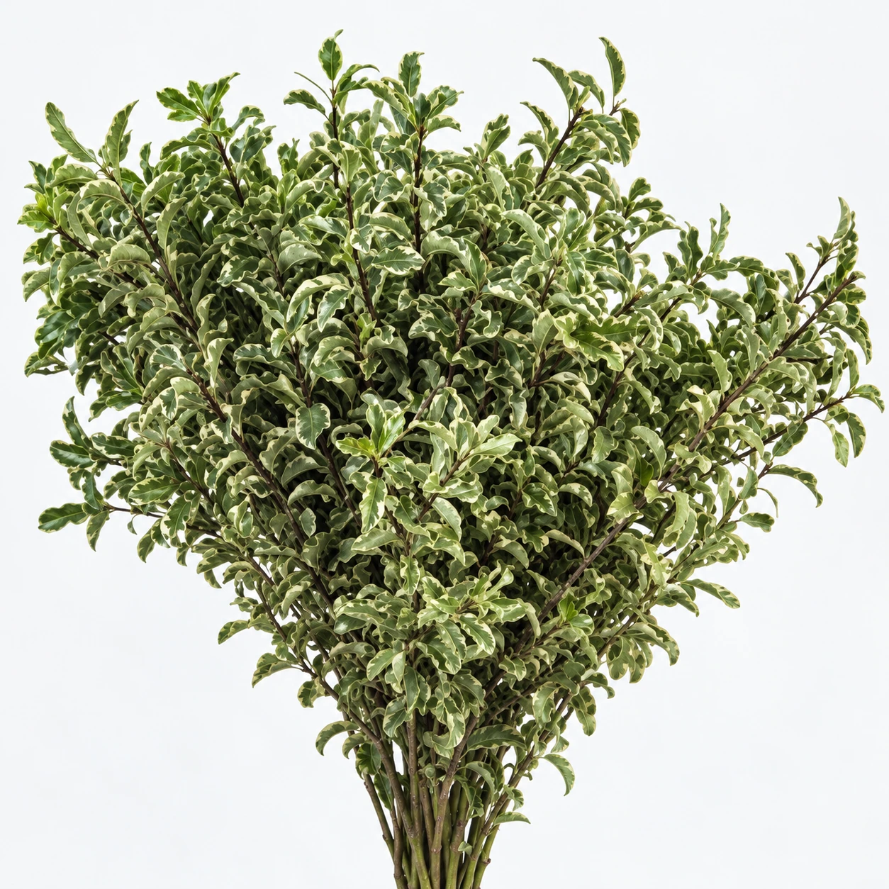 Twisted Leaf (YC0435)