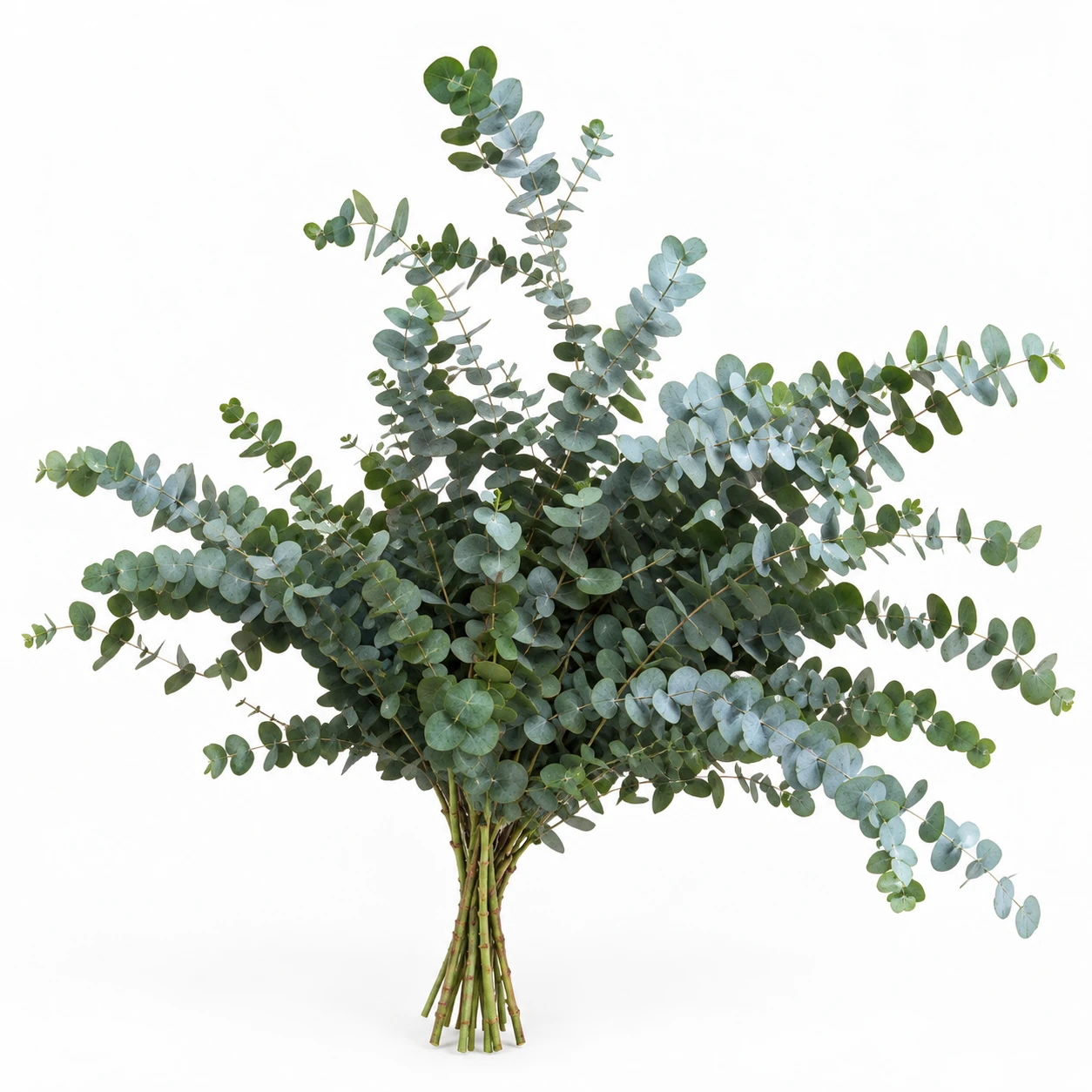 Eucalyptus Large Leaf Multi-branch (YE0281)