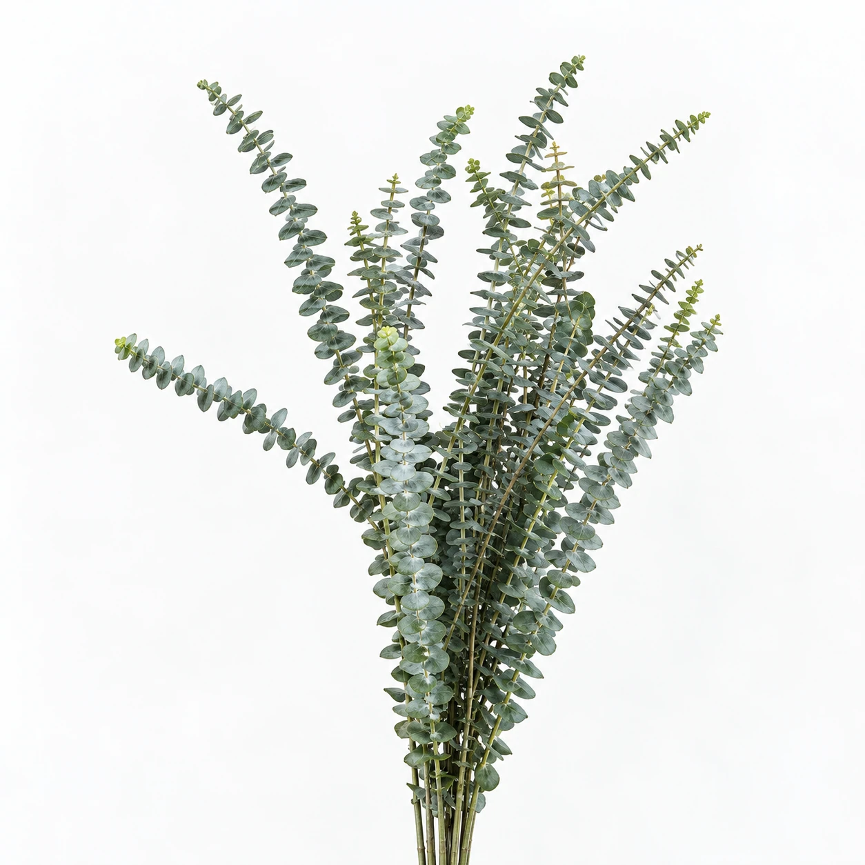 Eucalyptus Small Leaf Multi-branch (YE0282)