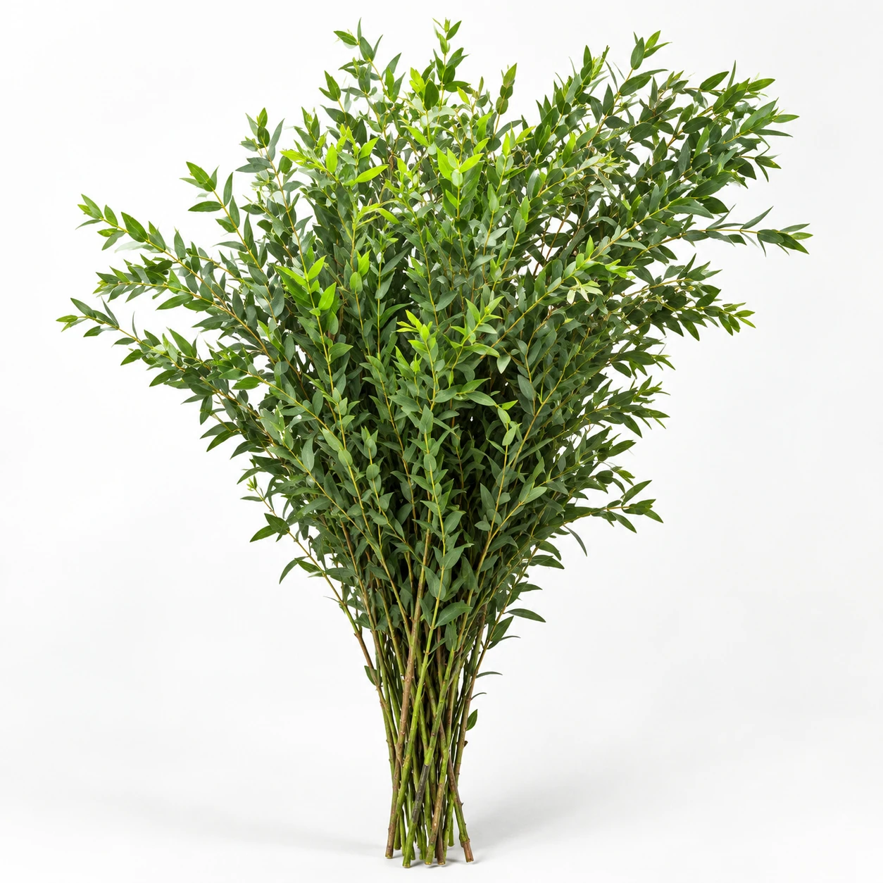 Eucalyptus Fine Leaf (YE0283)