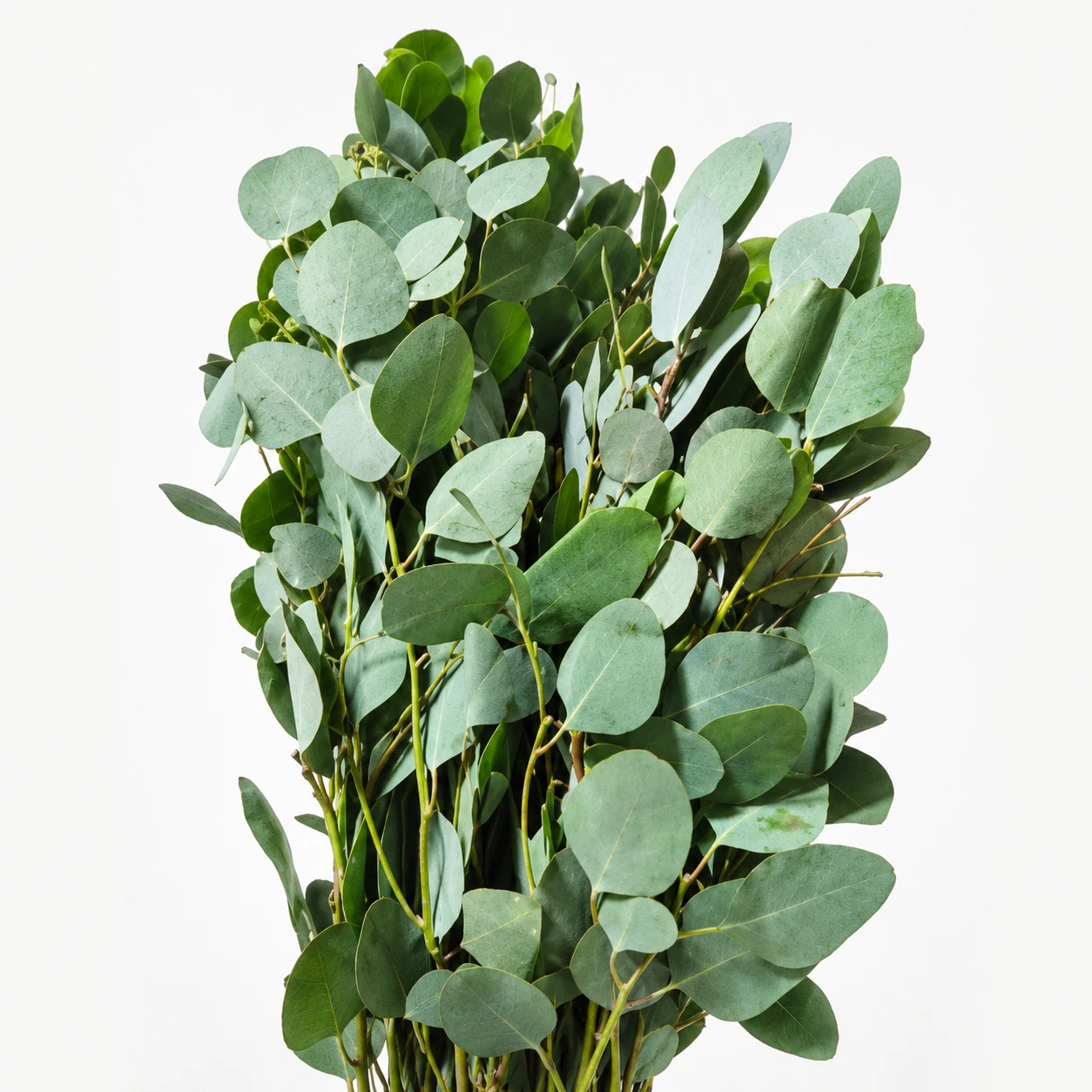 Eucalyptus Apple Leaf (YE0284)