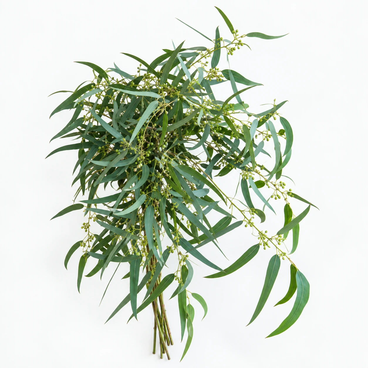 Eucalyptus Berry Seeded (YE0289)
