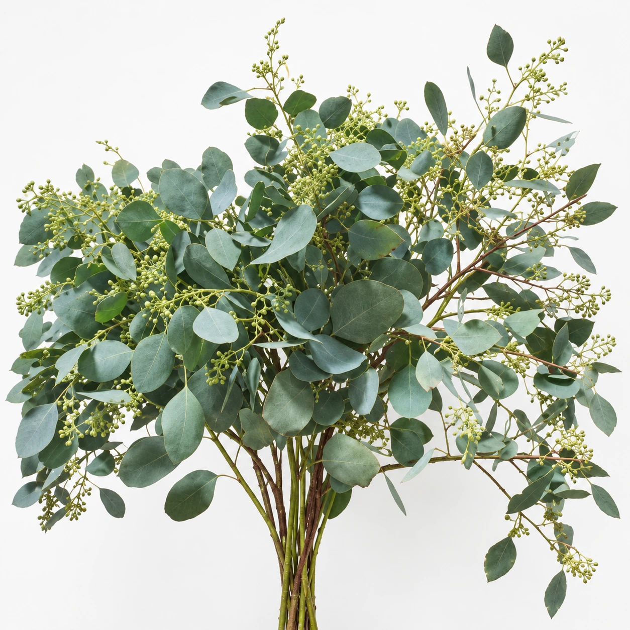 Eucalyptus Apple-leaf Berry Seeded (YE0290)