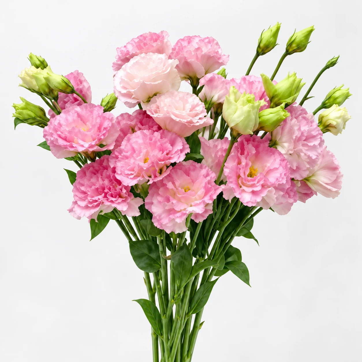 Lisianthus · Pembe · Sunshine (YG0247)