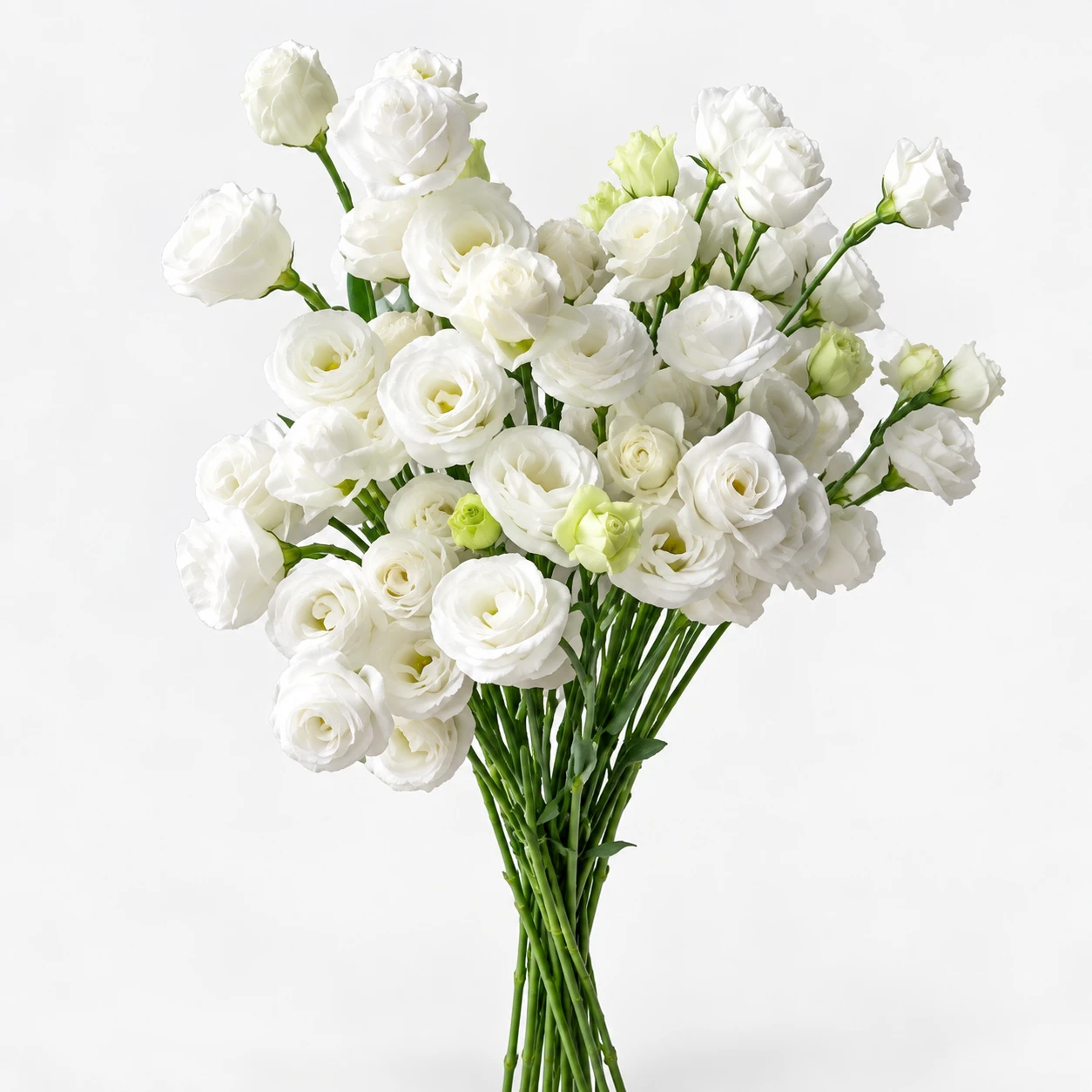 Lisianthus · Ak (YG0248)