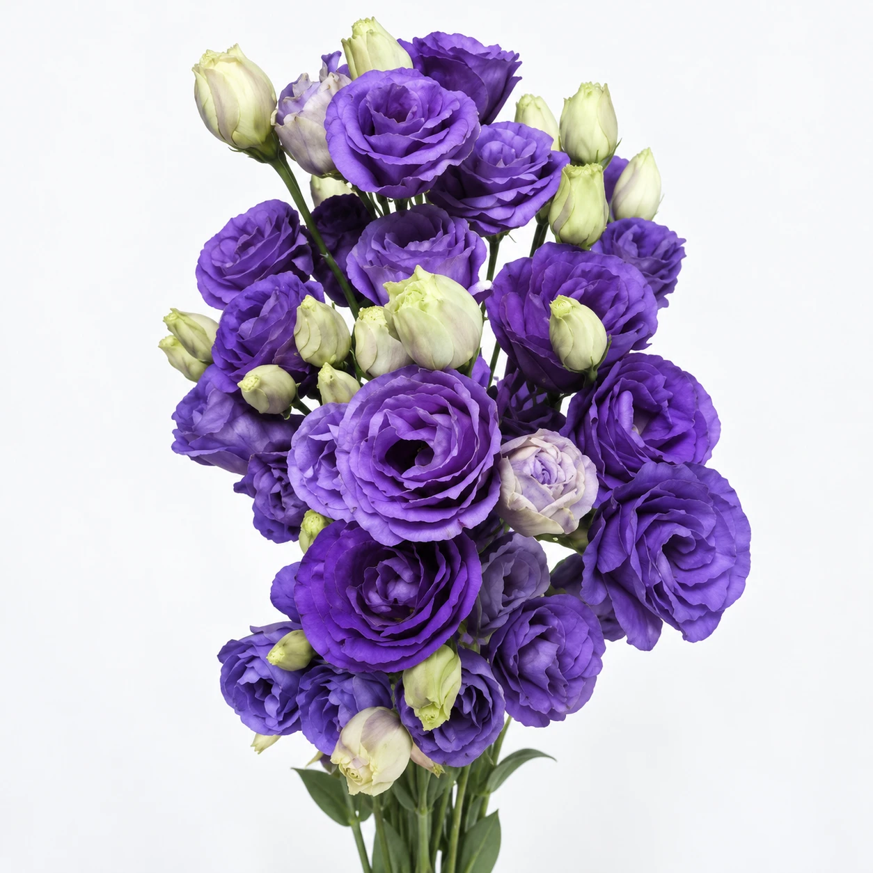 Lisianthus · Mor (YG0250)