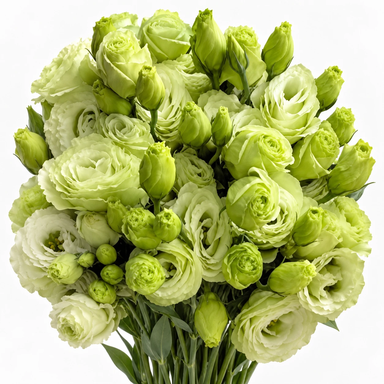 Lisianthus · Ýaşyl (YG0251)