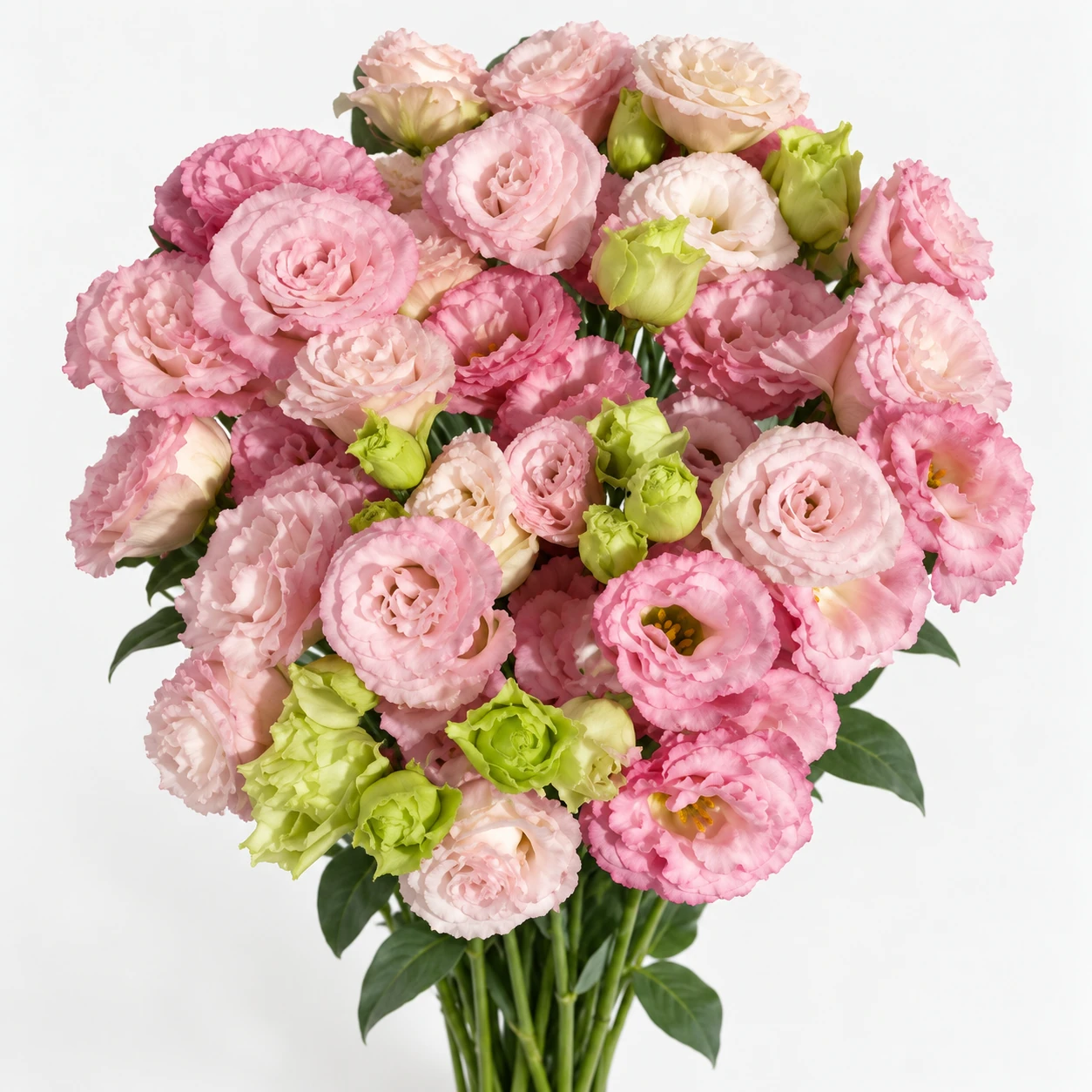 Lisianthus · Pembe · Voyage Cherry (YG0252)