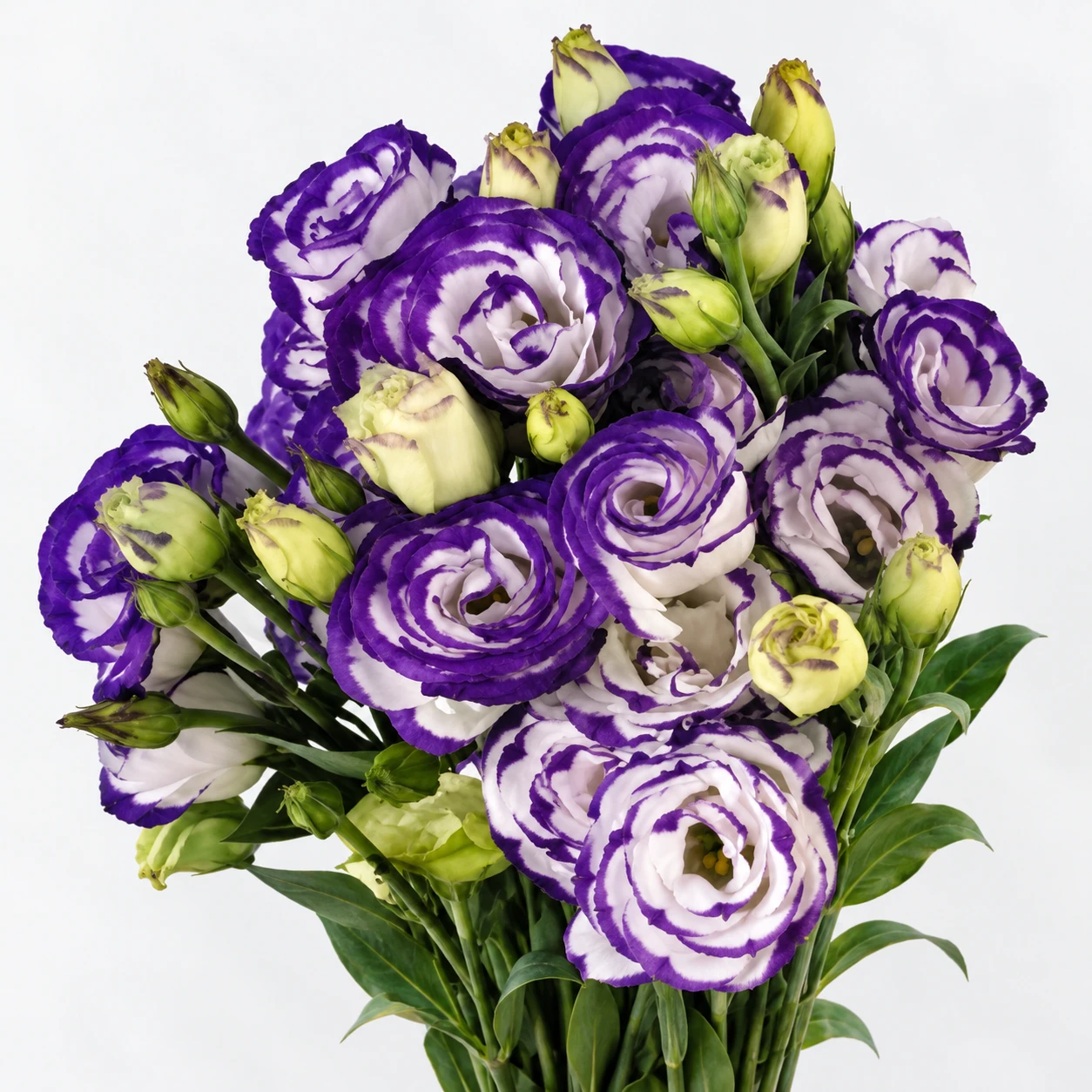 Gül · Mor · Eustoma Voyage Edge (YG0255)