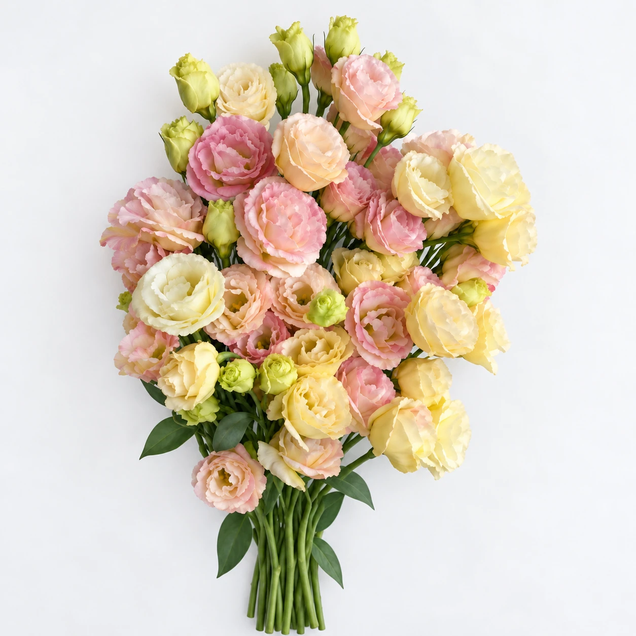 Gül · Champagne · Eustoma Voyage (YG0257)