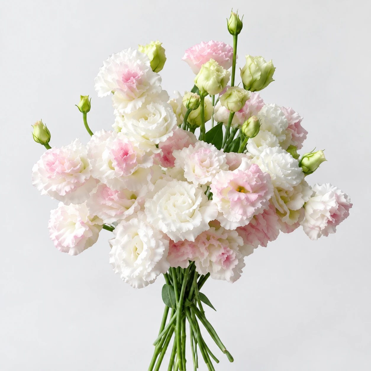 Gül · Pink-white · Eustoma Voyage Ice Cream (YG0258)