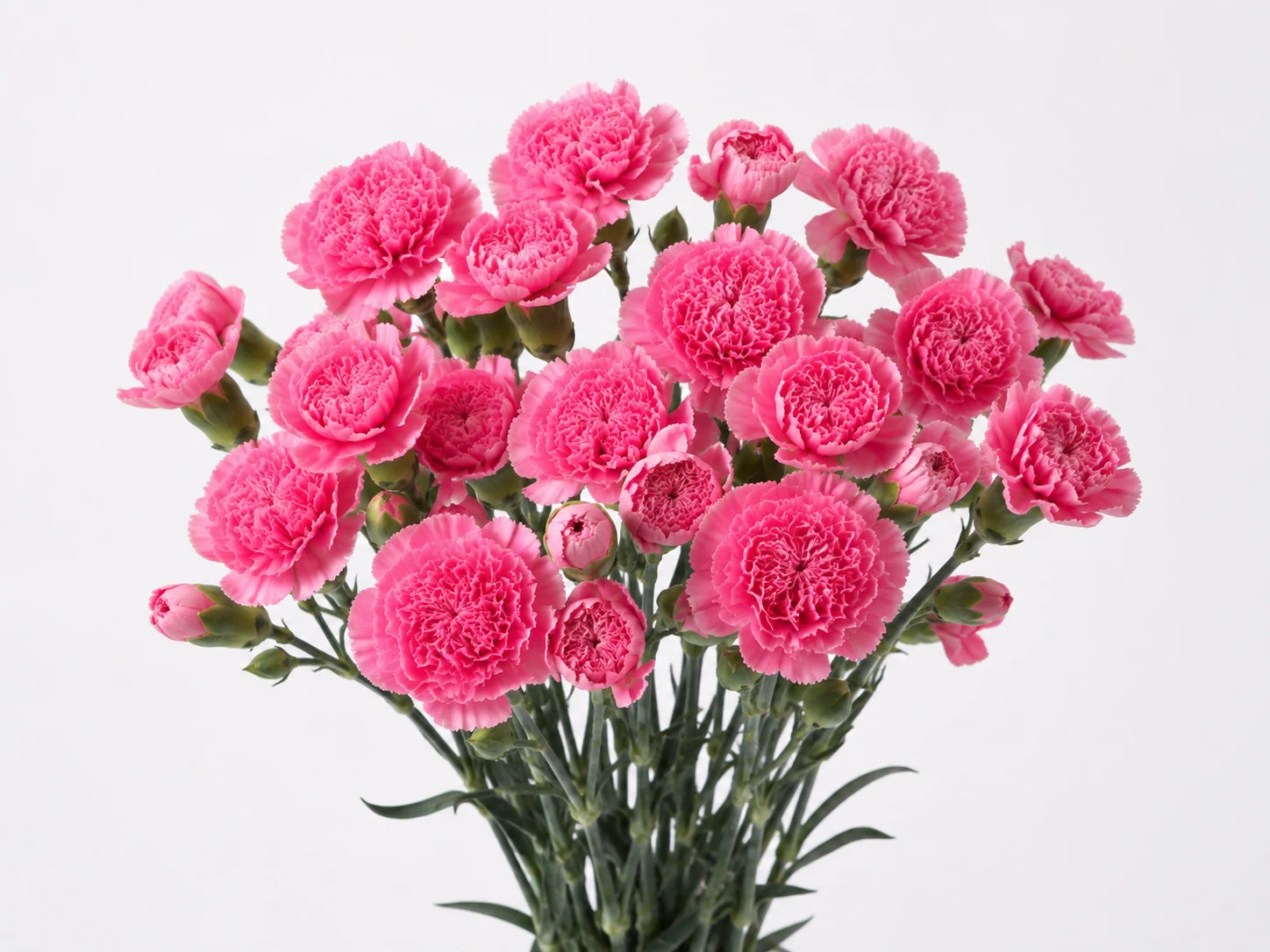 Carnations