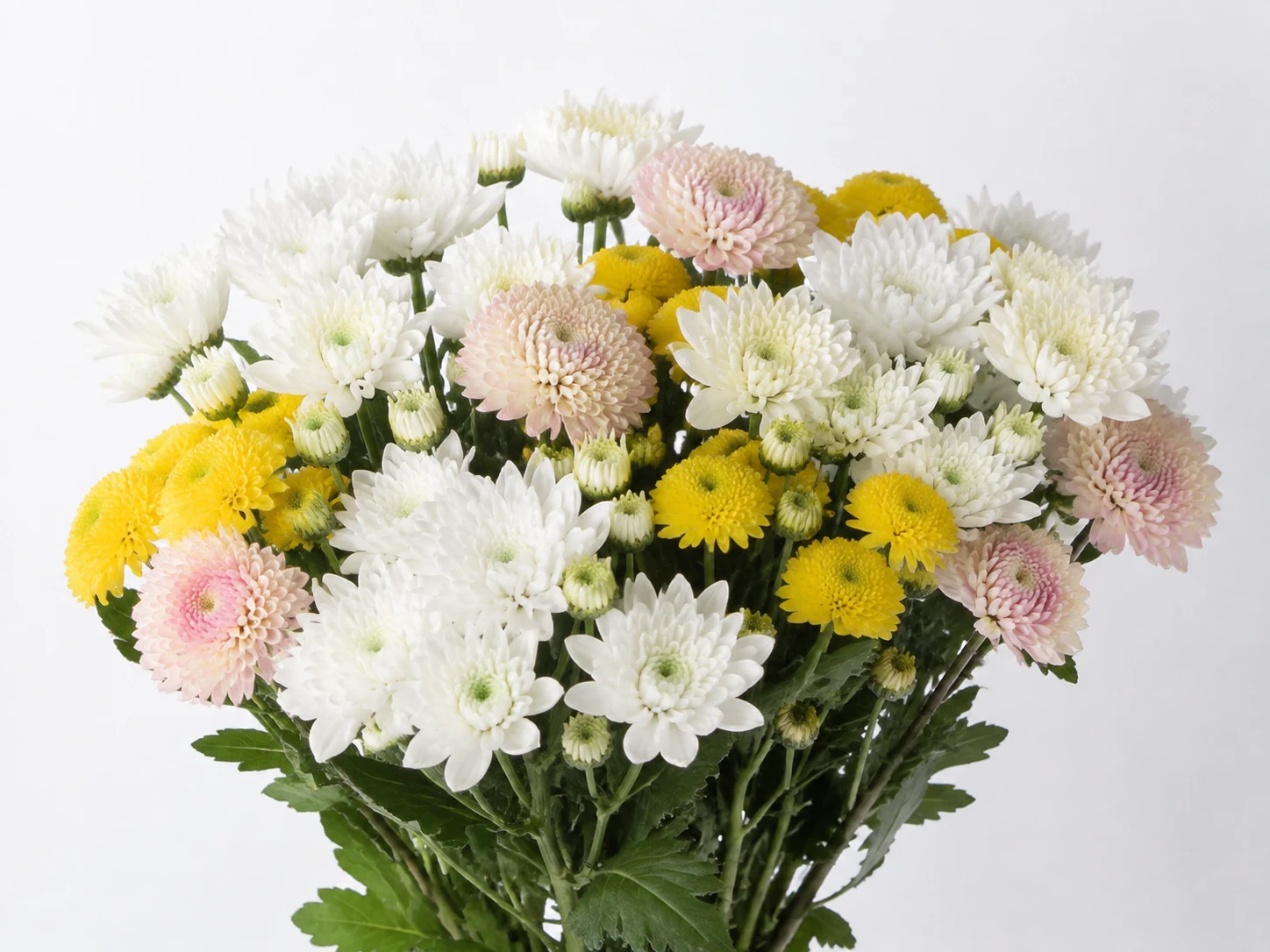 Chrysanthemums