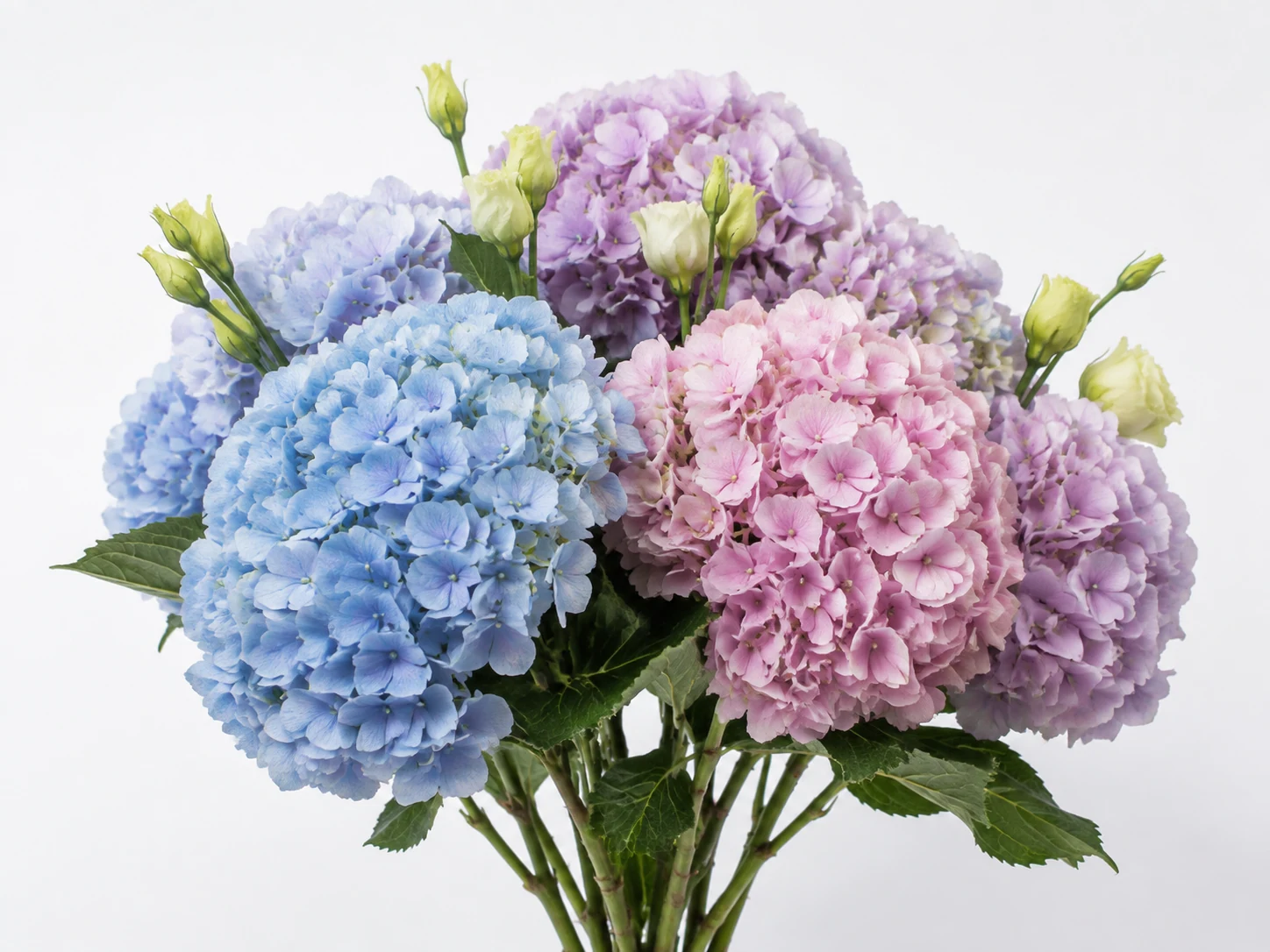 Lilies & Hydrangeas
